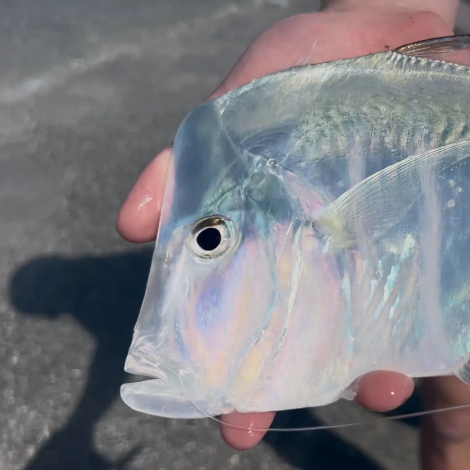 The most popular recent Lookdown catch on Fishbrain