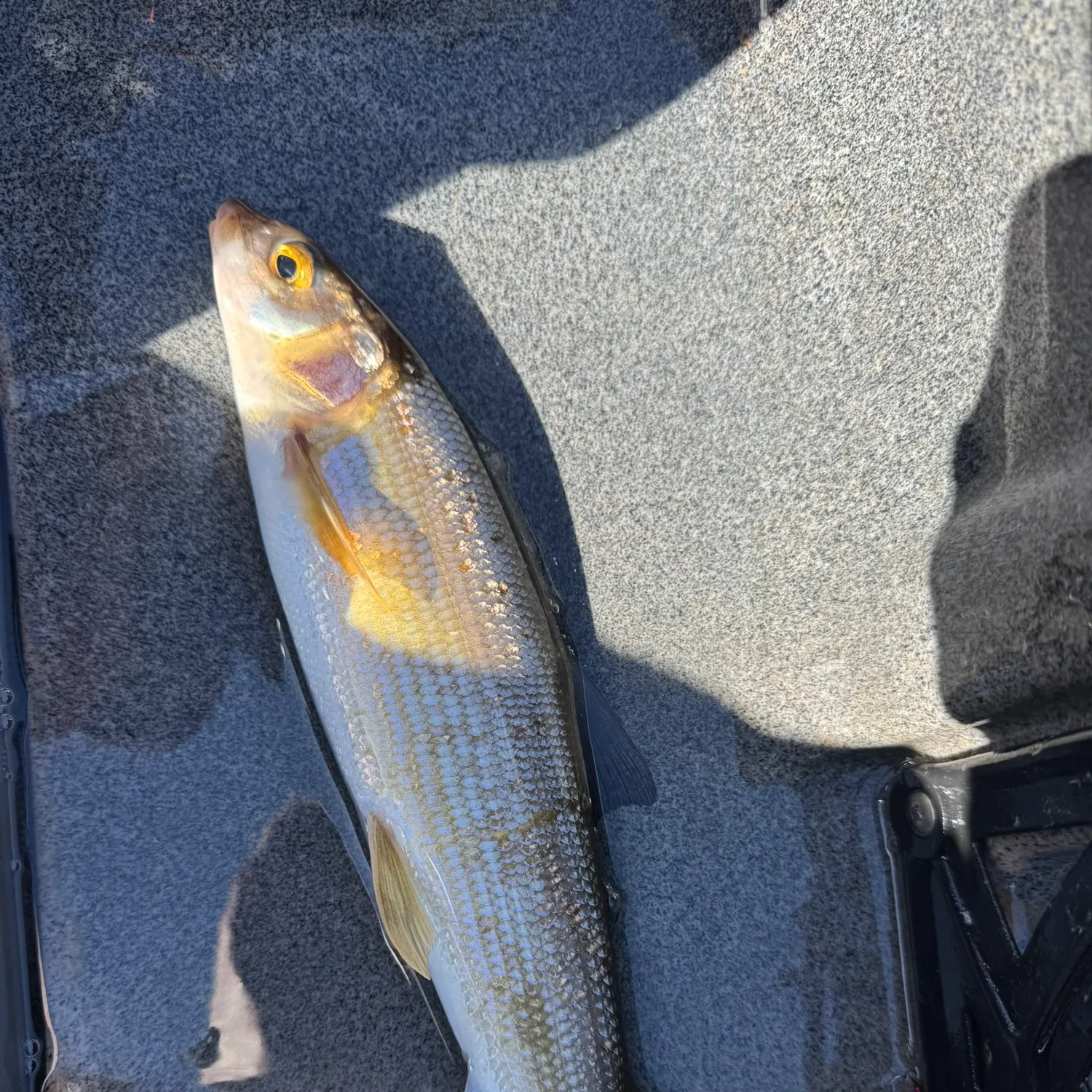 Mountain whitefish caught on Fishbrain