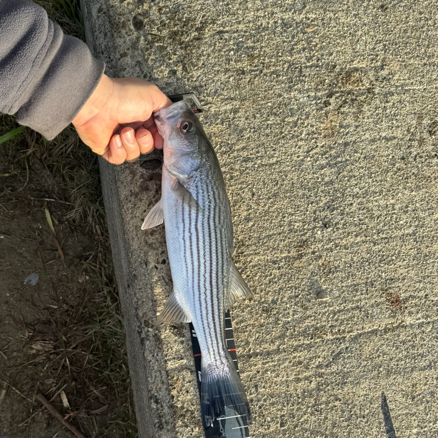 The most recent Striped bass catches on Fishbrain
