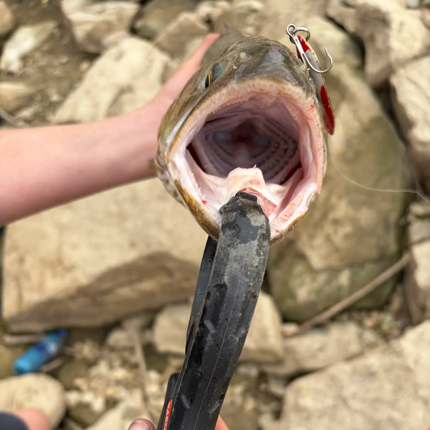 Cutthroat trout caught on Fishbrain