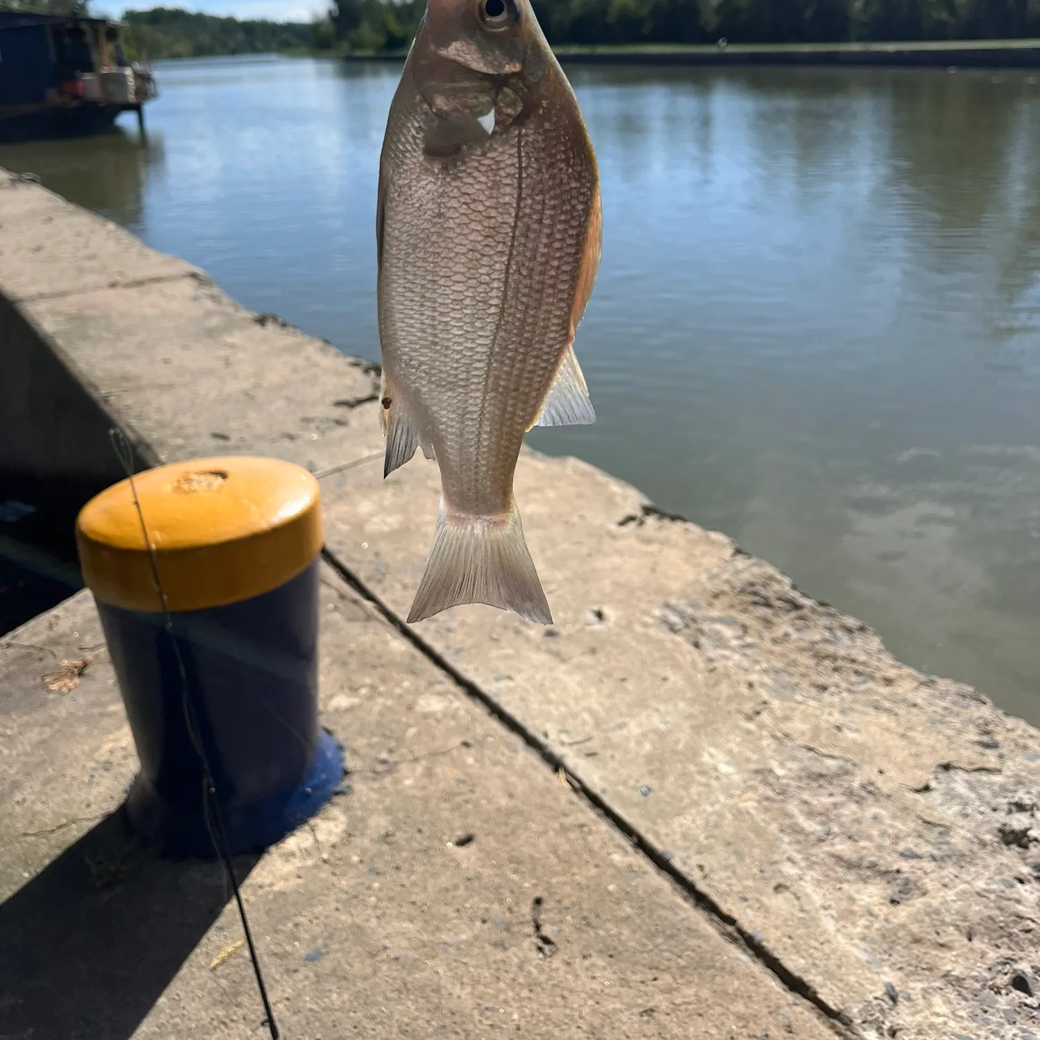 White perch caught on Fishbrain