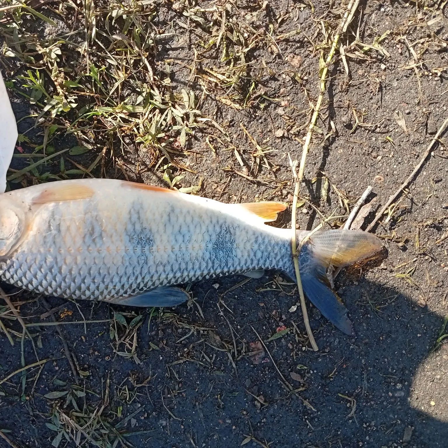 The most popular recent Boga catch on Fishbrain