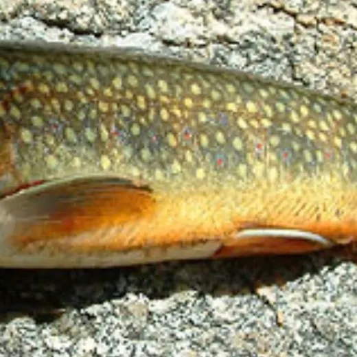 Brook trout caught on Fishbrain