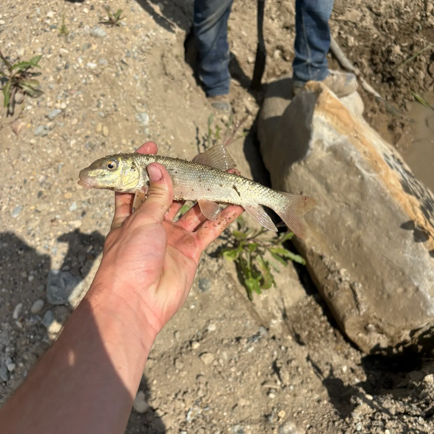 The most recent Spotted sucker catches on Fishbrain
