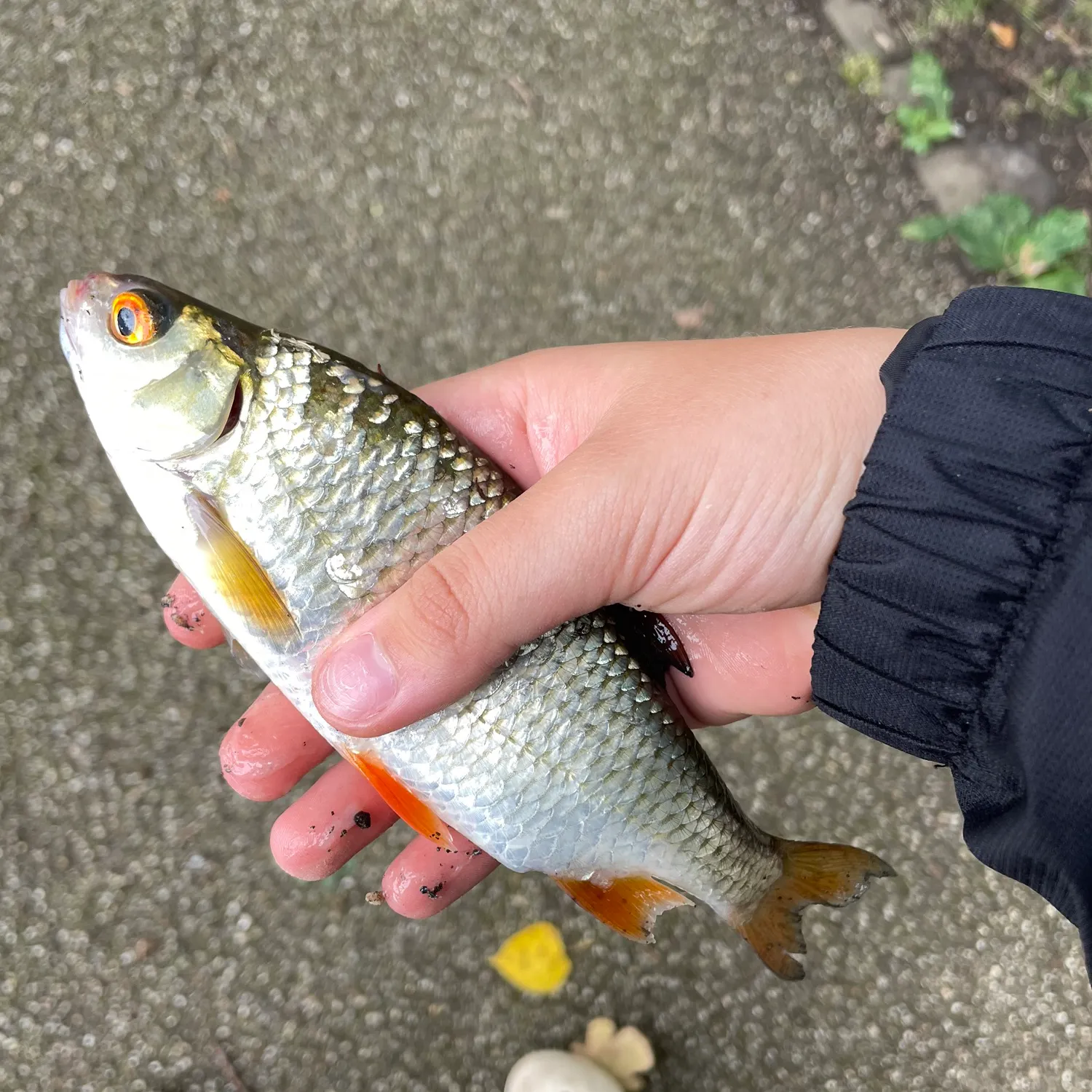Common roach caught on Fishbrain