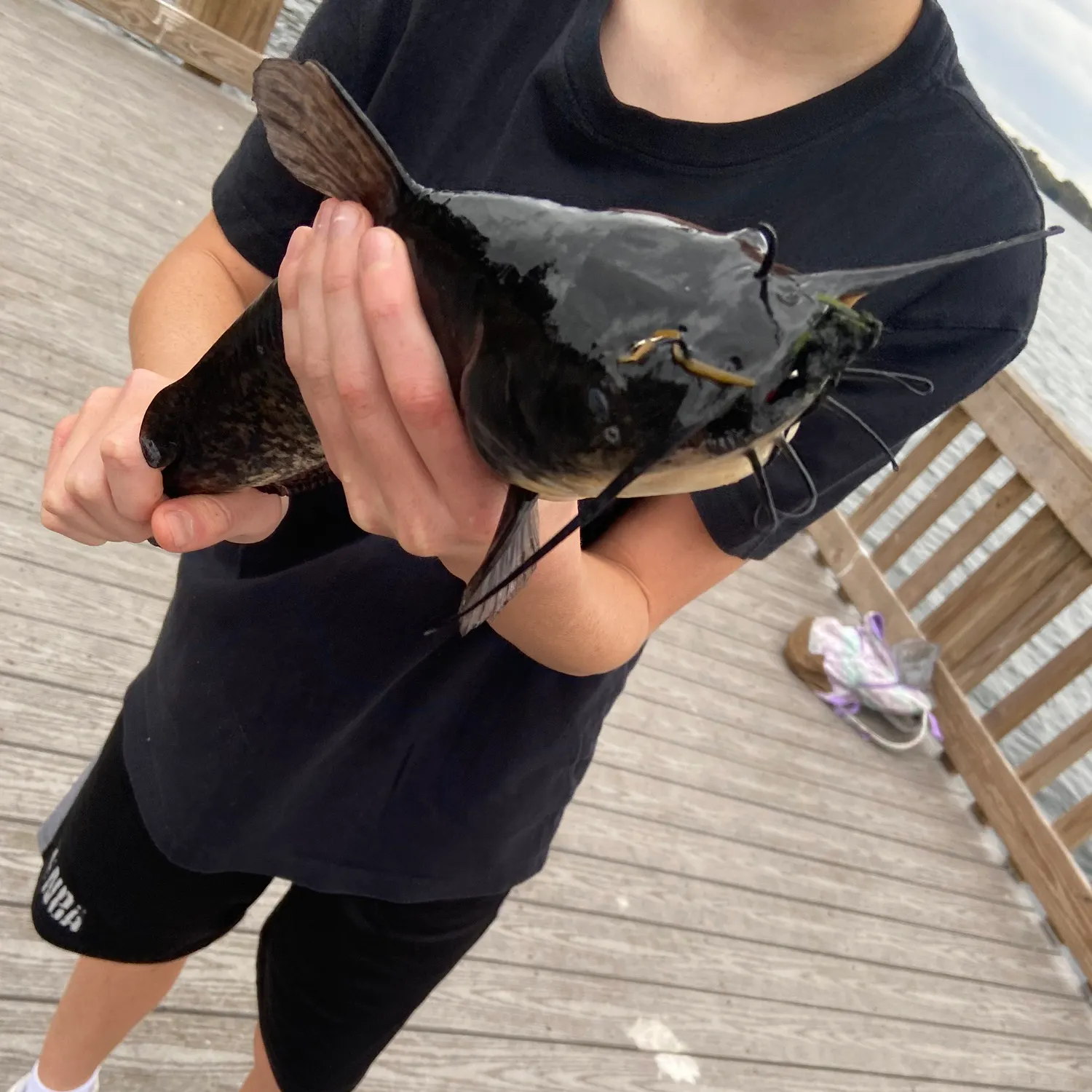 Flathead catfish caught on Fishbrain