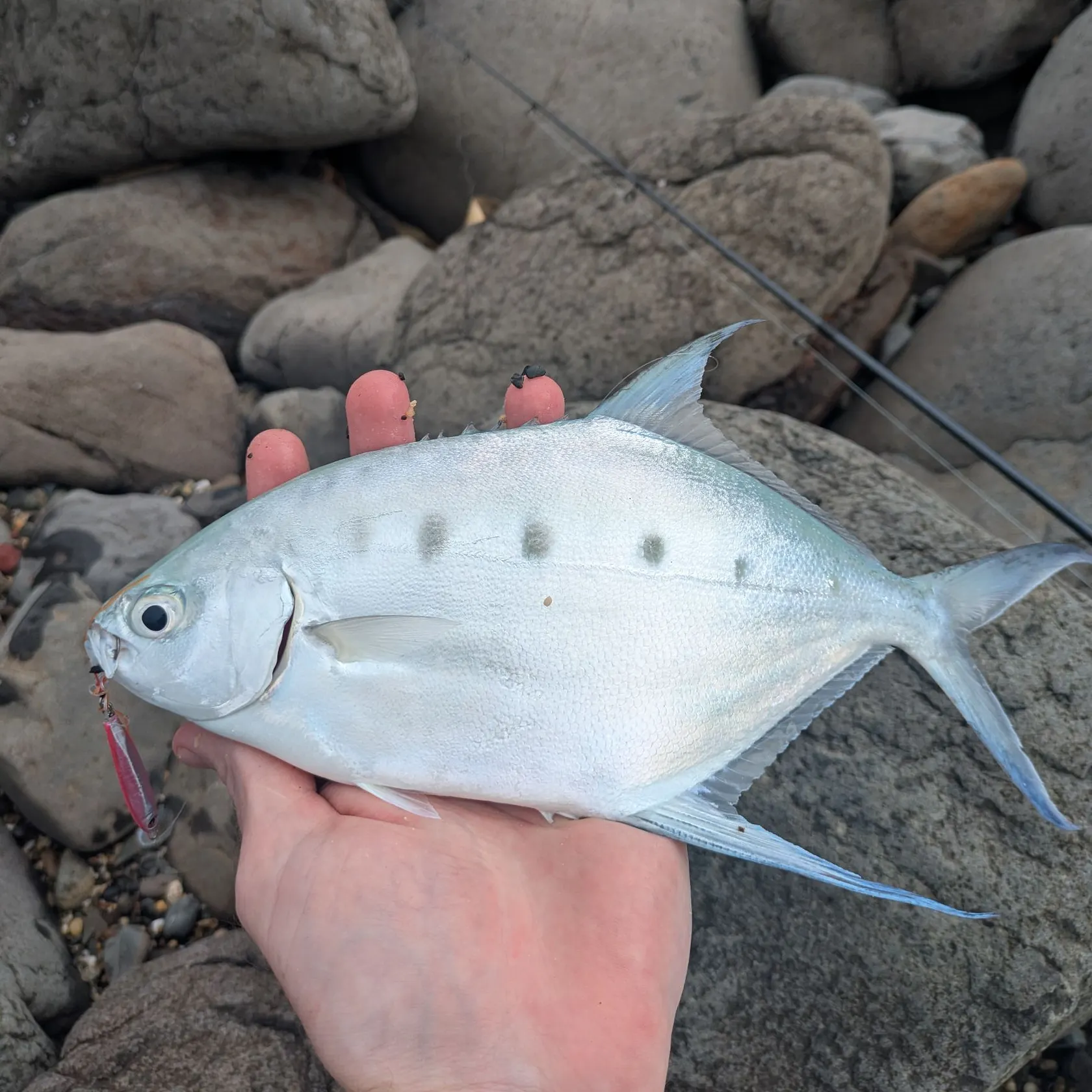 The most recent Swallowtail dart catches on Fishbrain