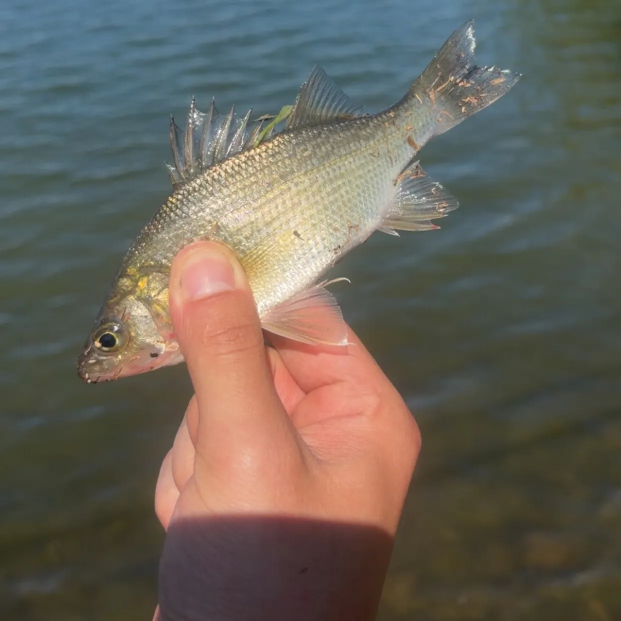 White perch caught on Fishbrain