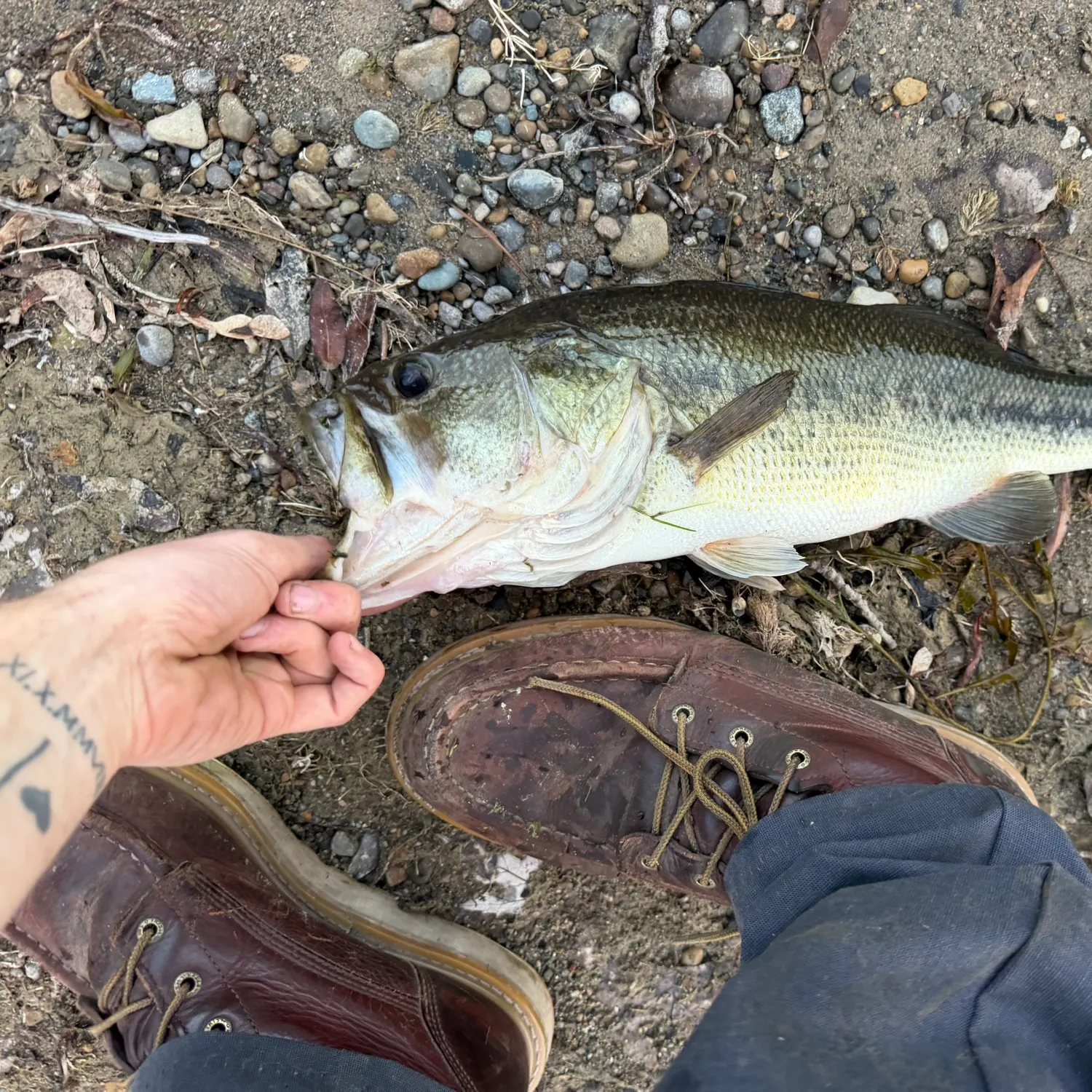 Largemouth bass caught on Fishbrain