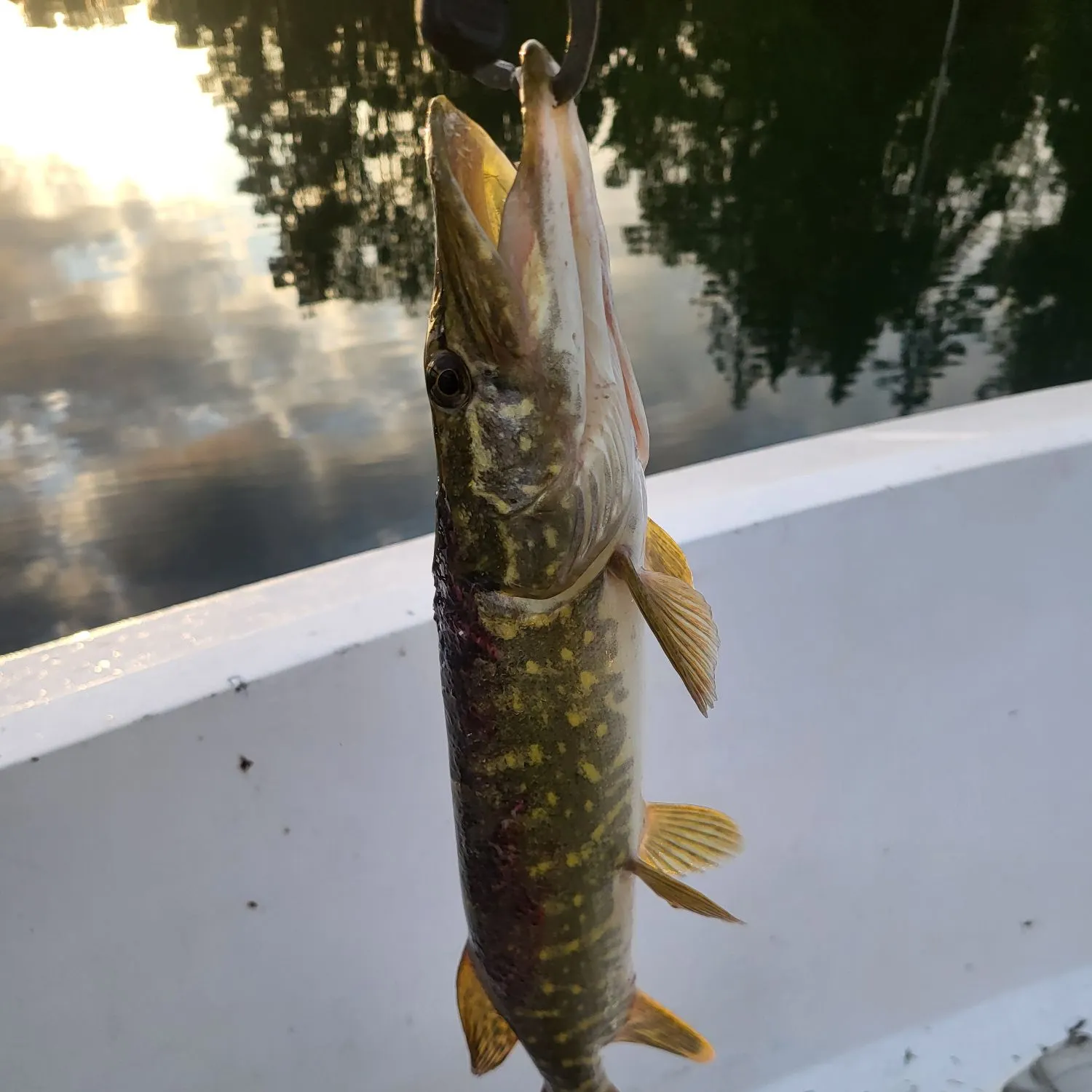 Northern pike caught on Fishbrain