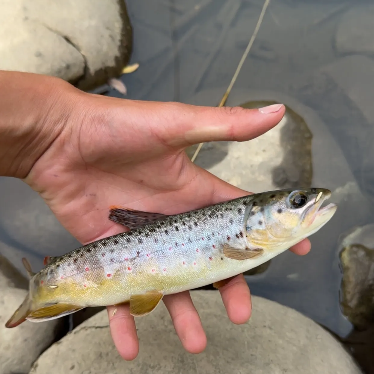 Brown trout caught on Fishbrain