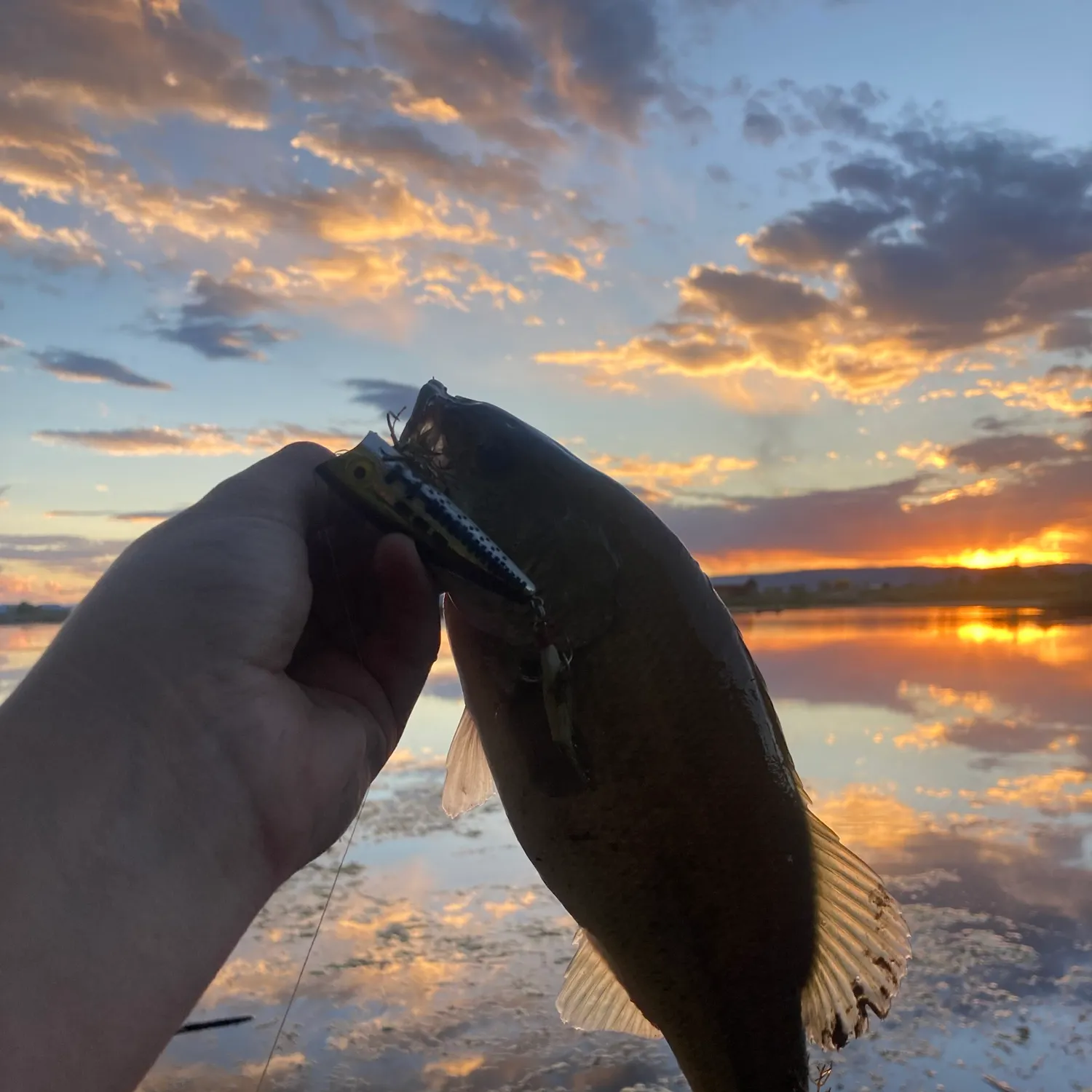 Fish caught on Fishbrain