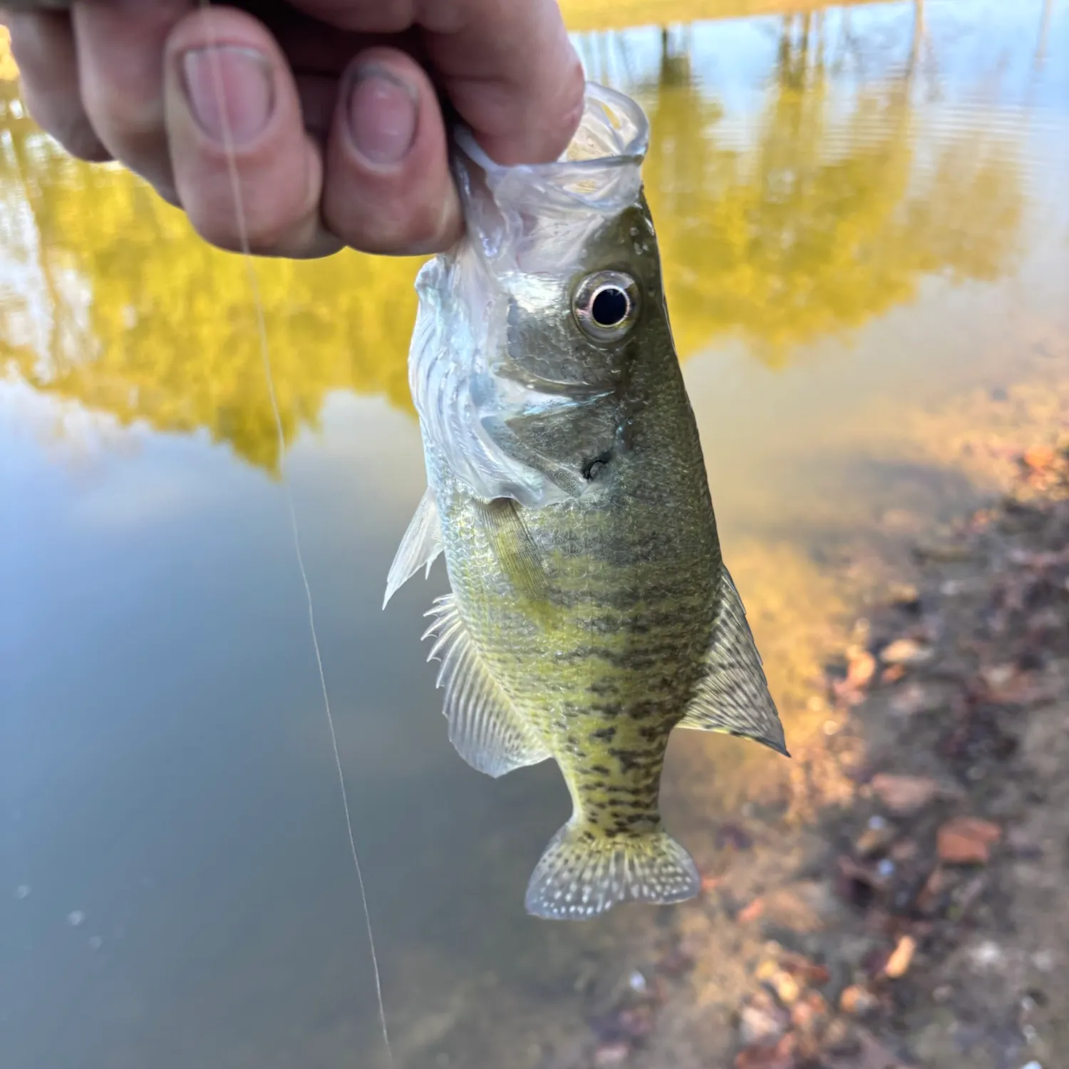 White crappie caught on Fishbrain