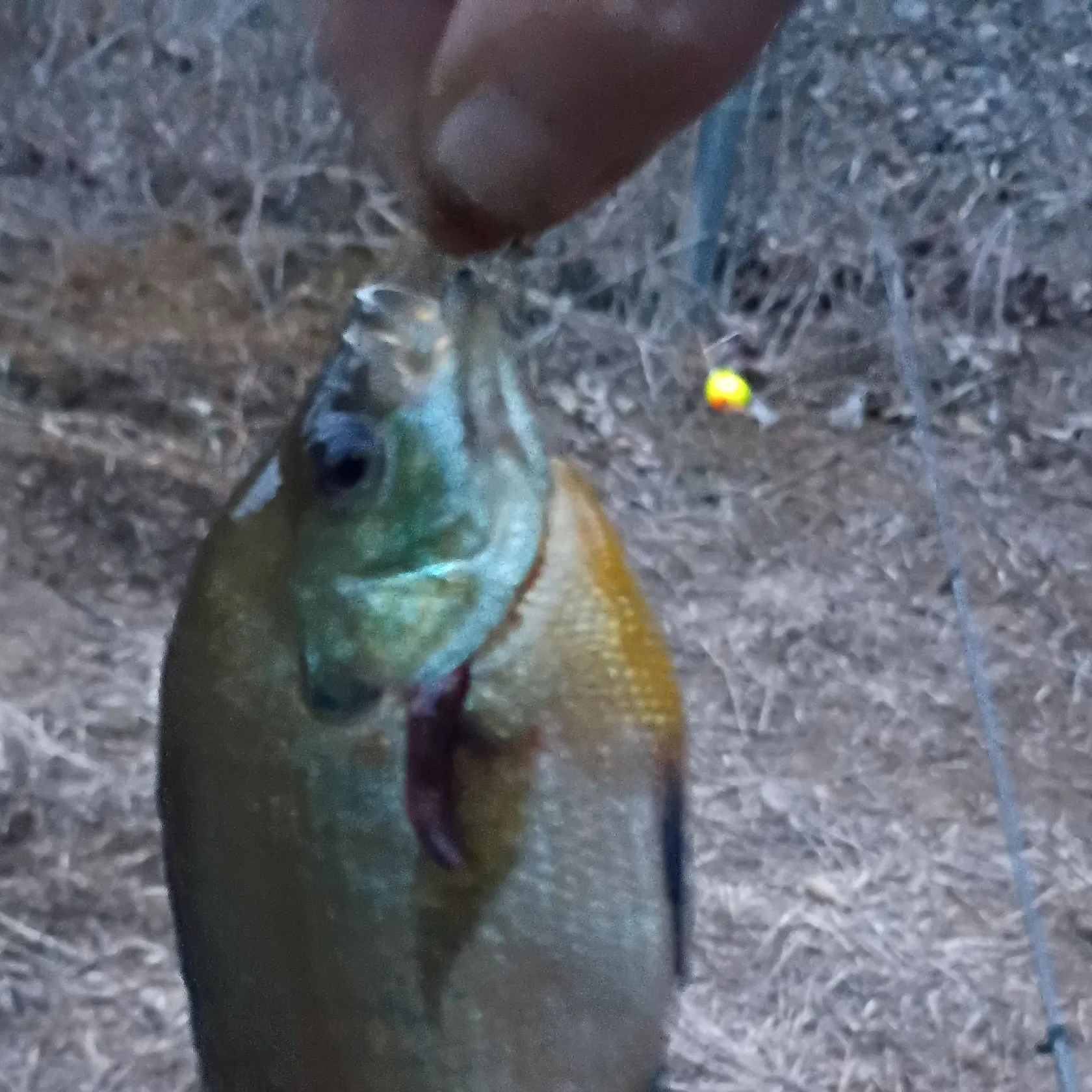 The most recent Bluegill catches on Fishbrain