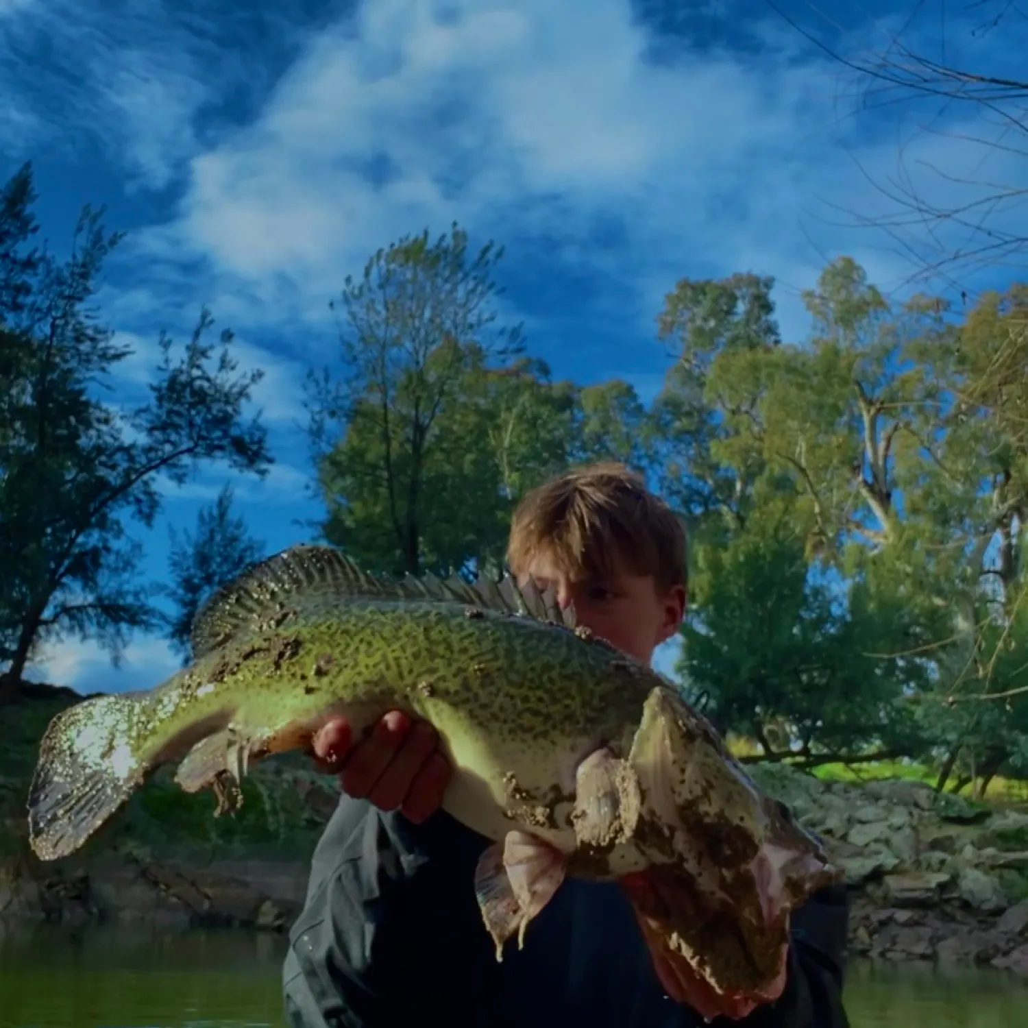 The most recent Murray cod catches on Fishbrain