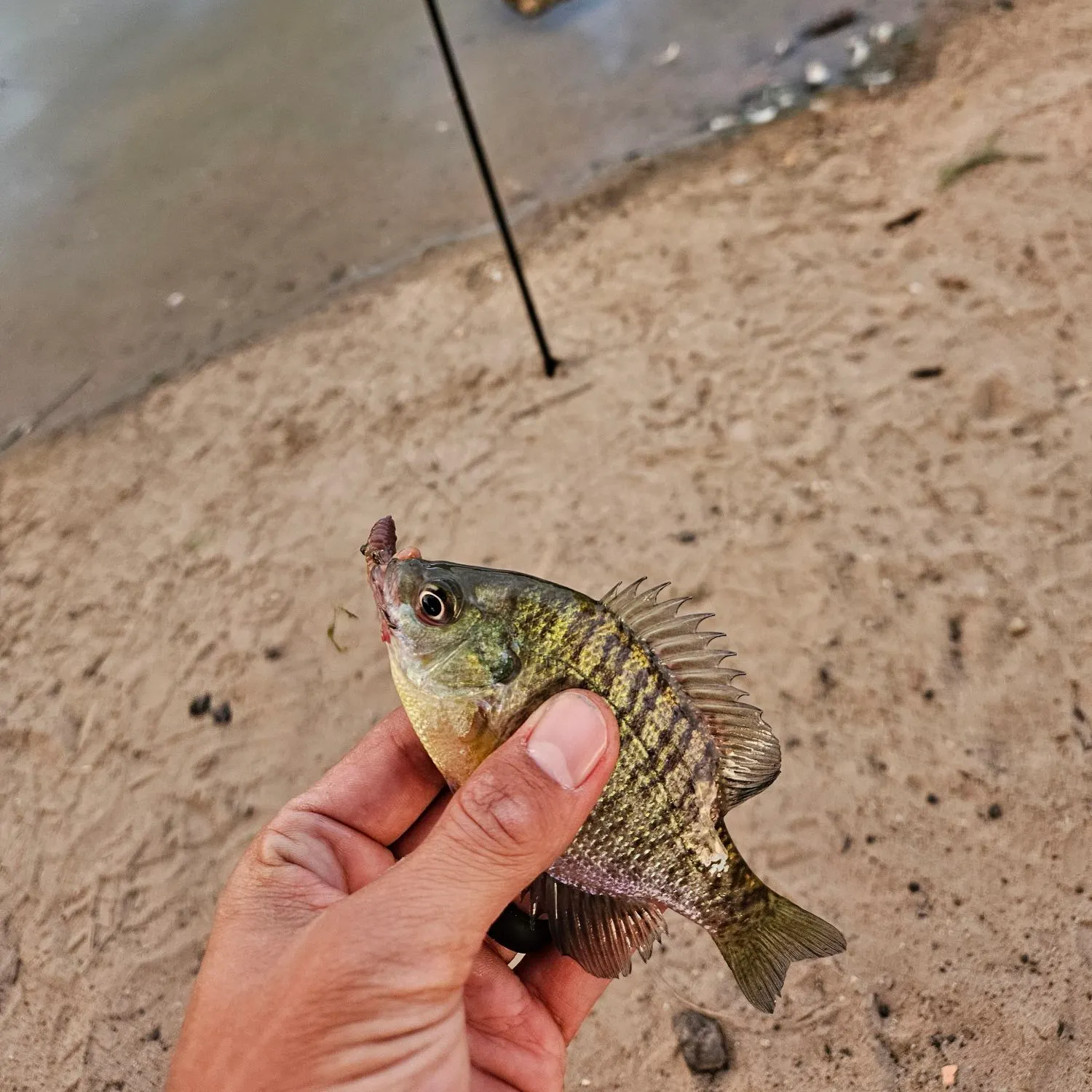 Bluegill caught on Fishbrain