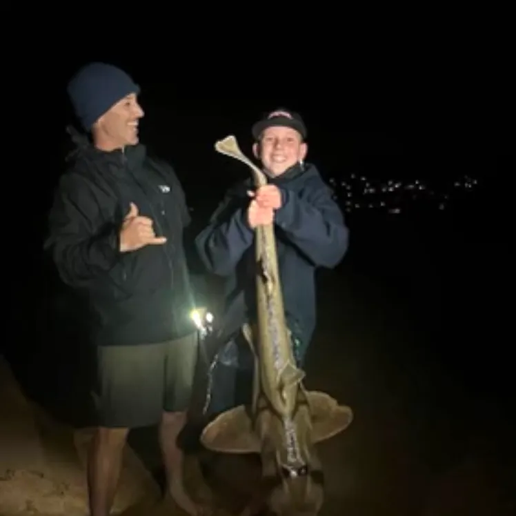 Port Jackson shark caught on Fishbrain