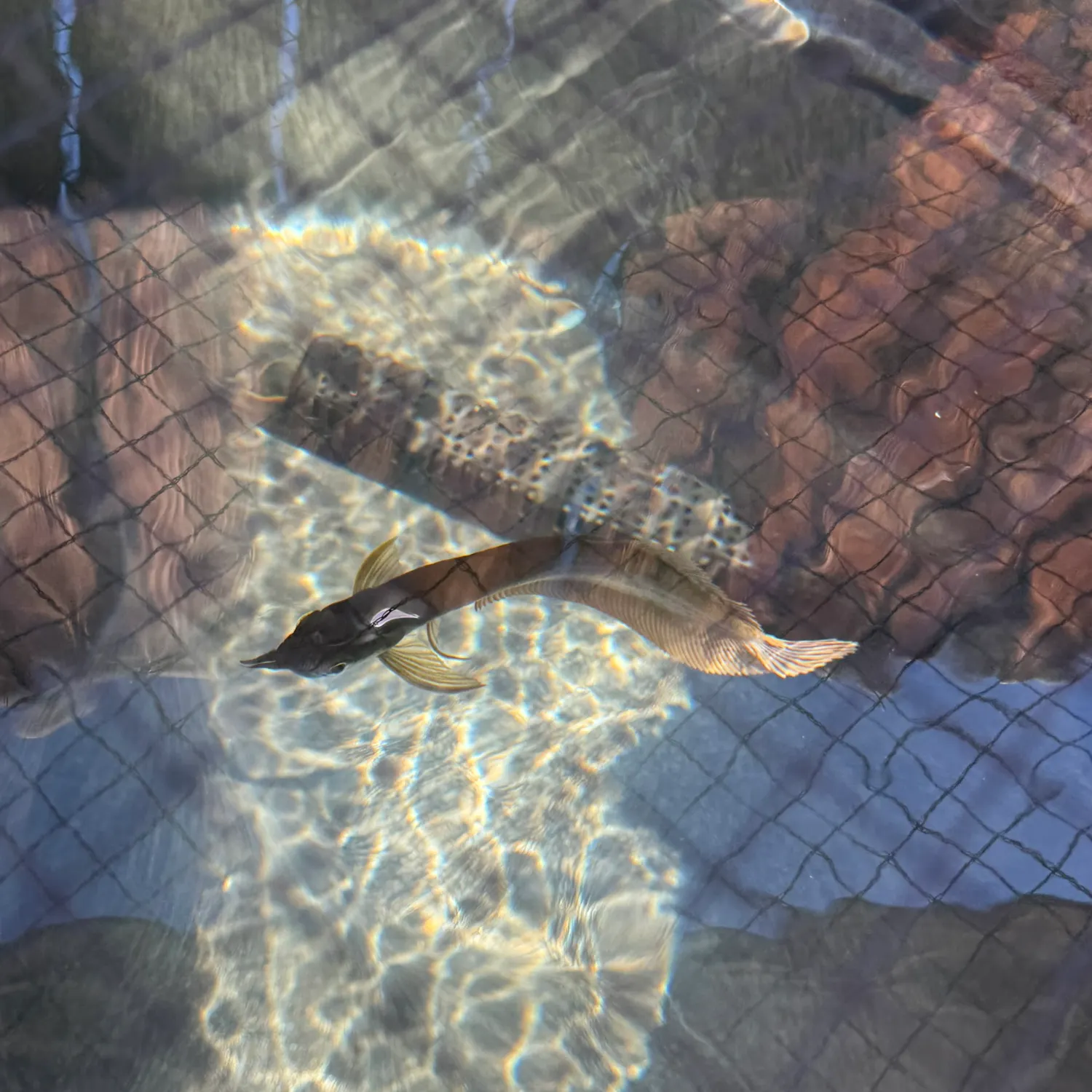The most recent Silver arowana catches on Fishbrain