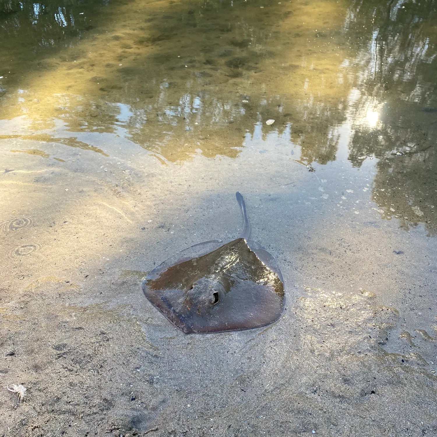 The most recent Common stingaree catches on Fishbrain
