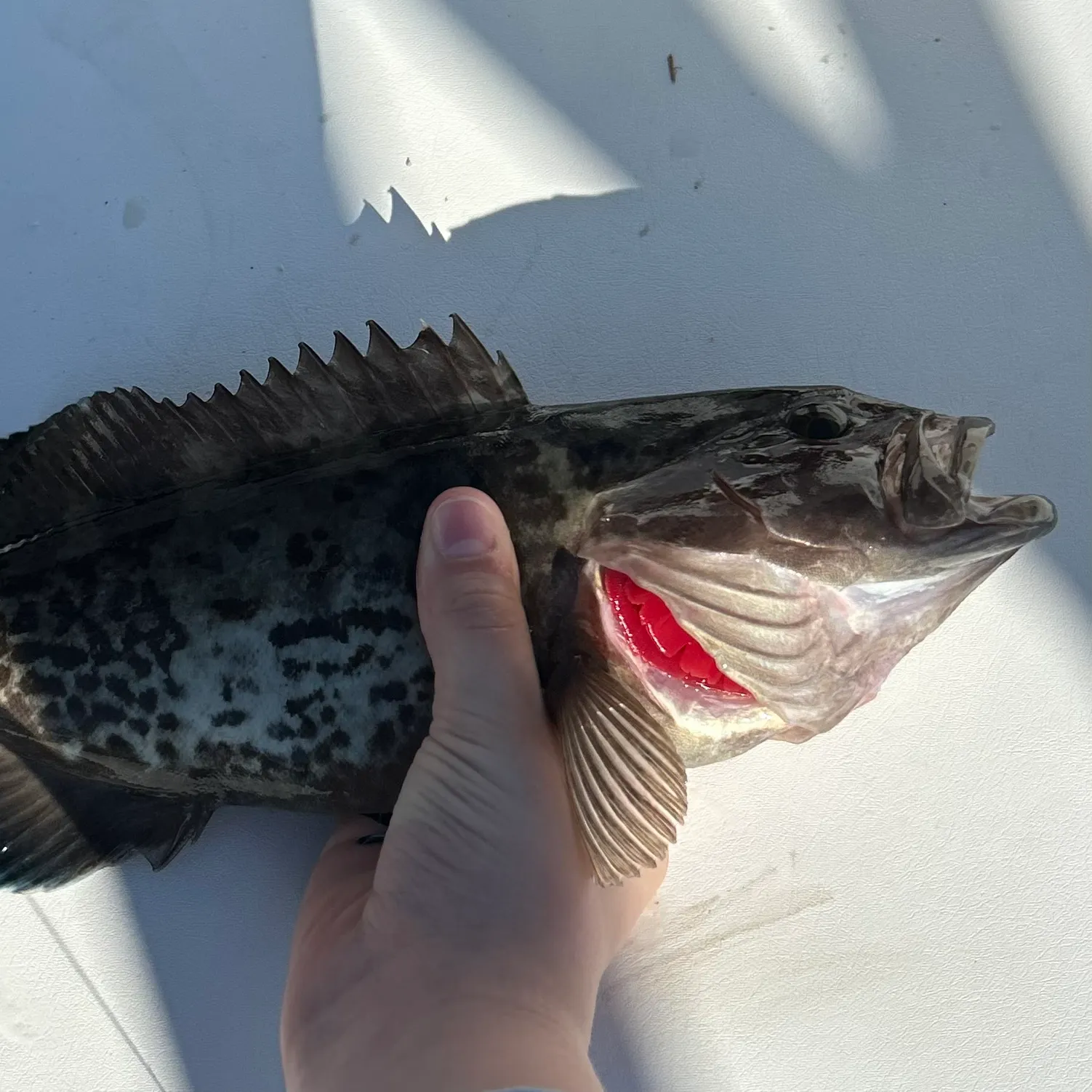 The most recent Gag grouper catches on Fishbrain