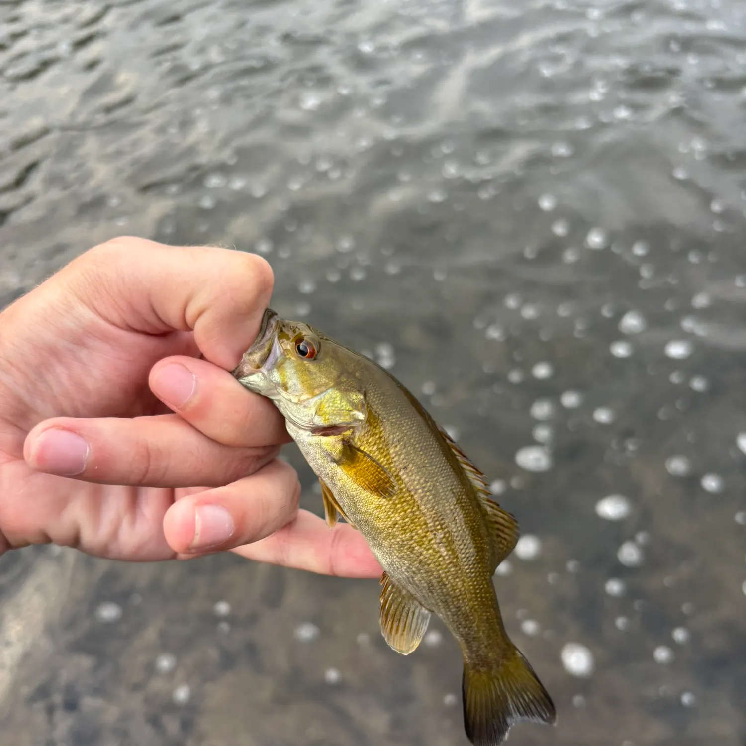 Smallmouth bass caught on Fishbrain