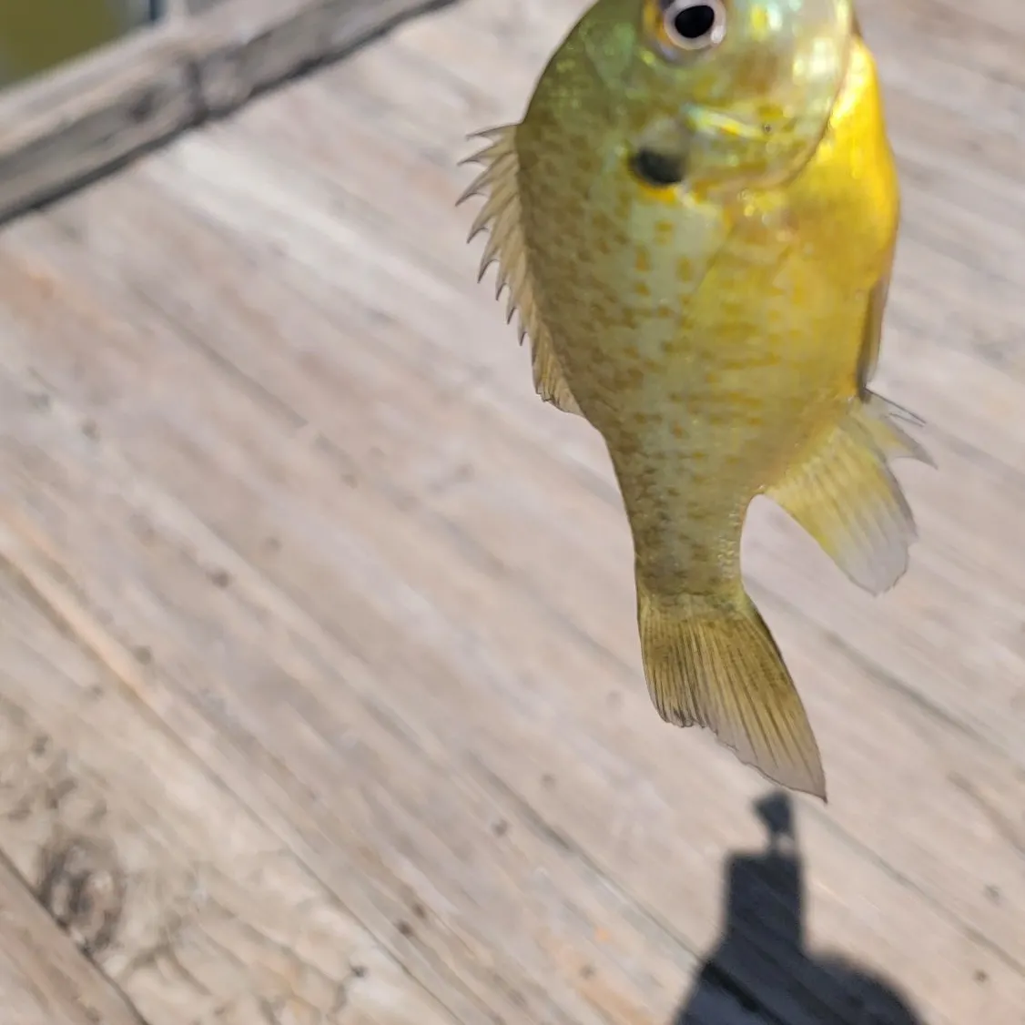 Bluegill caught on Fishbrain