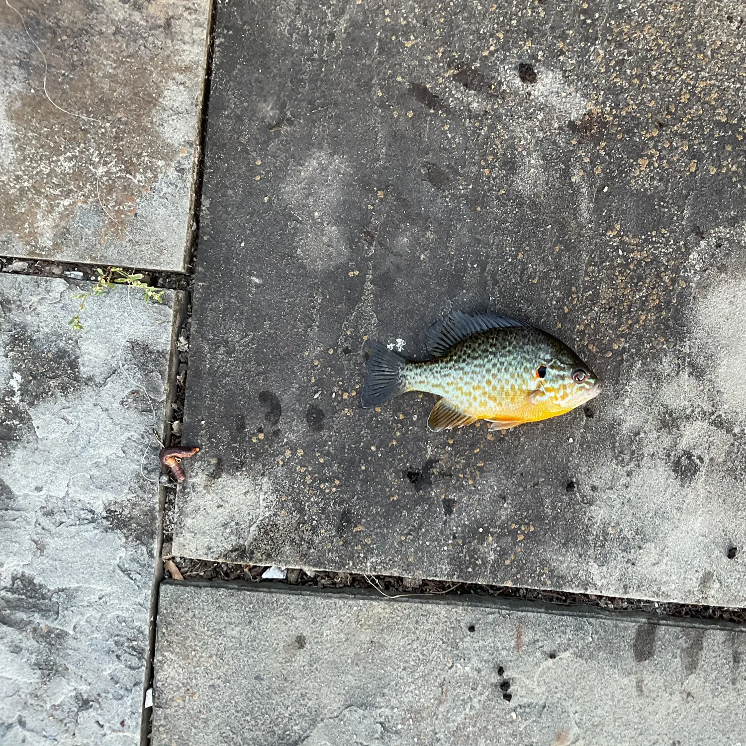Pumpkinseed caught on Fishbrain