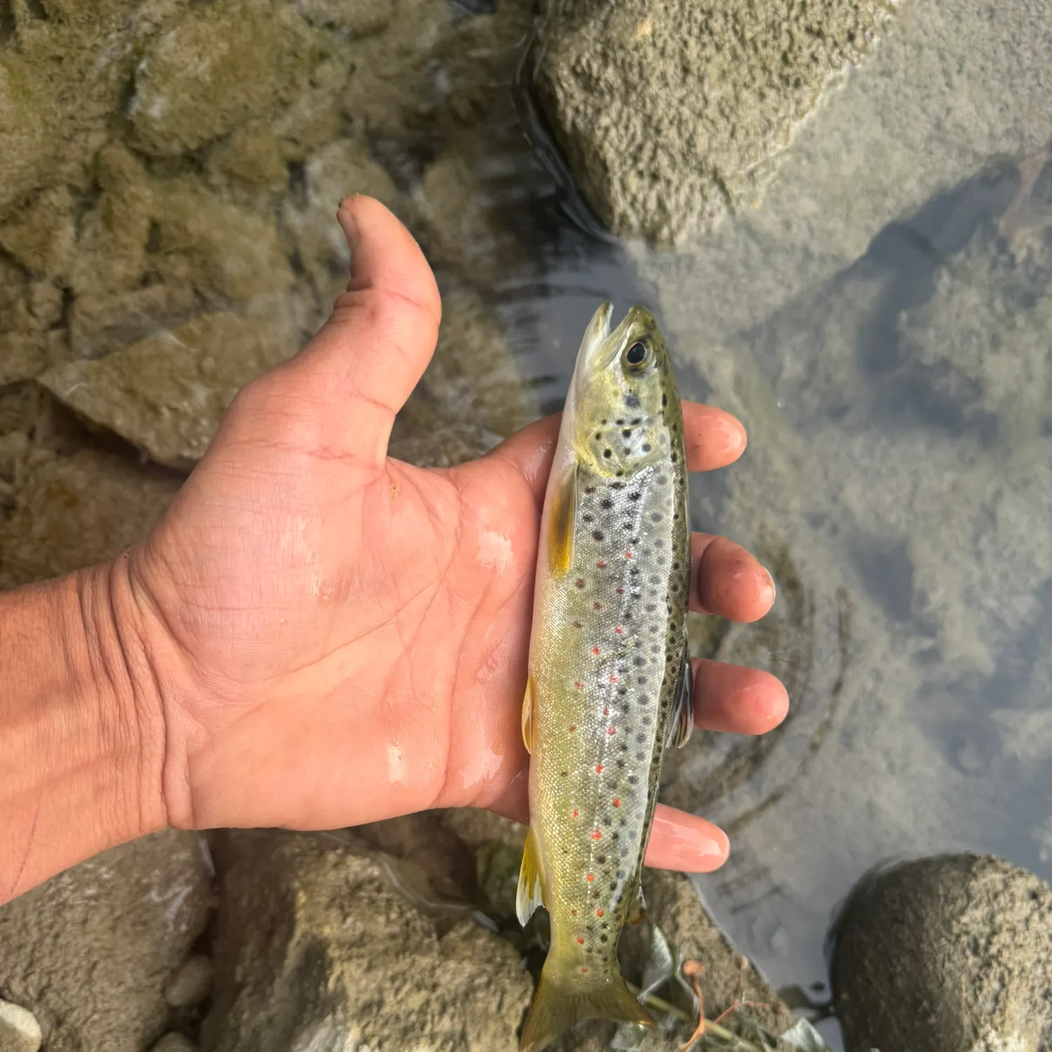 Lake trout caught on Fishbrain