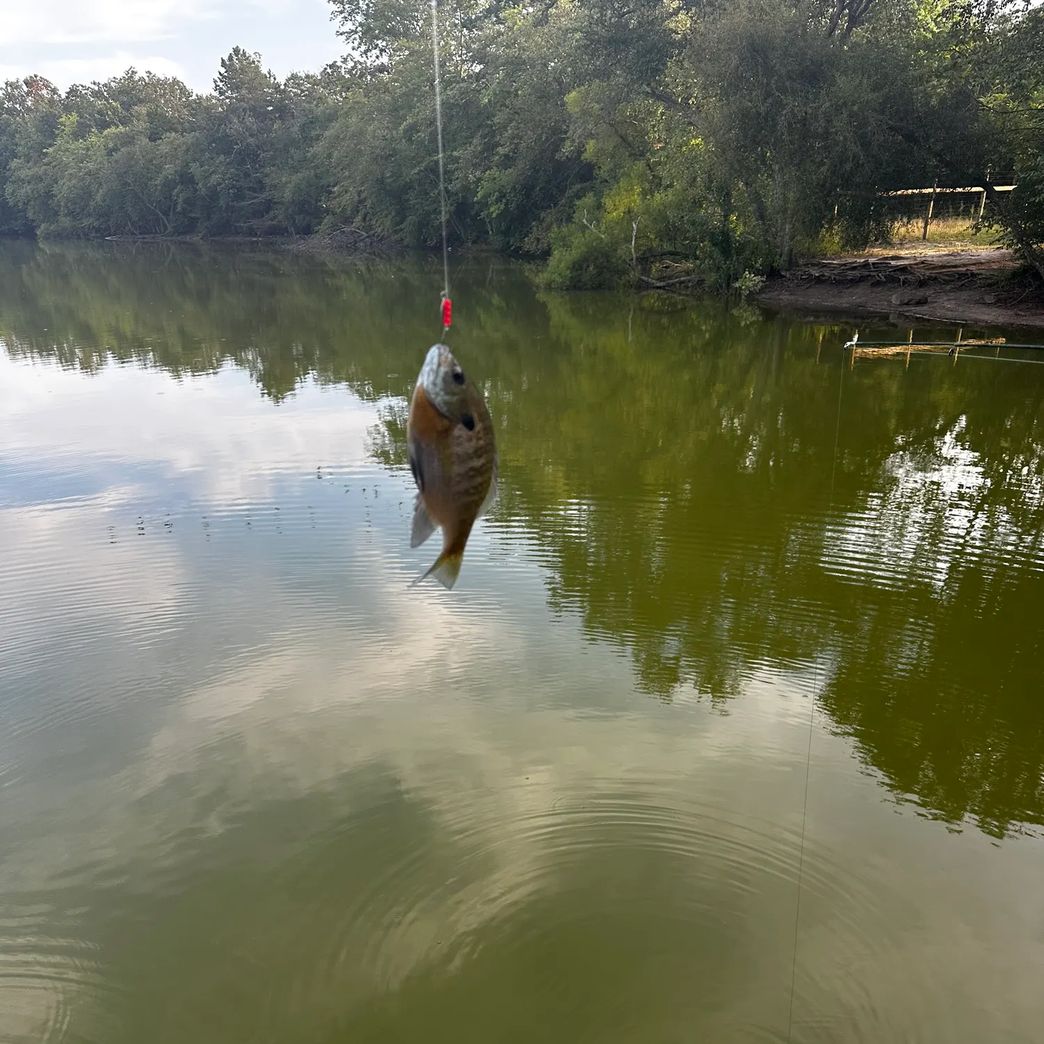 Bluegill caught on Fishbrain