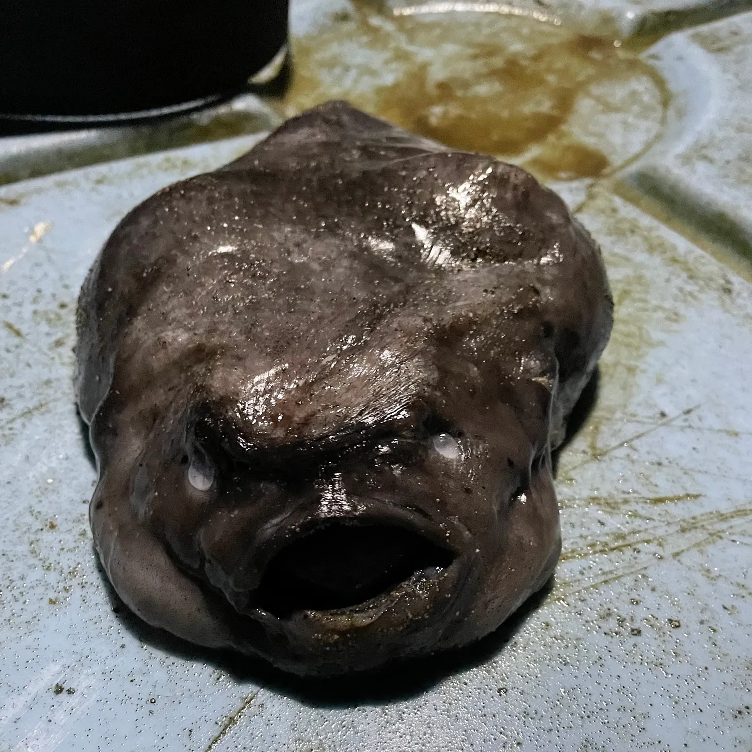 Pacific spiny lumpsucker caught on Fishbrain