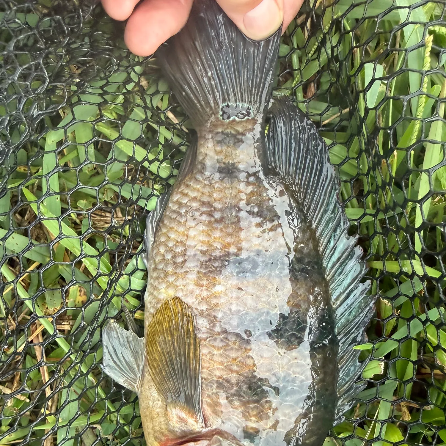 Mayan cichlid caught on Fishbrain