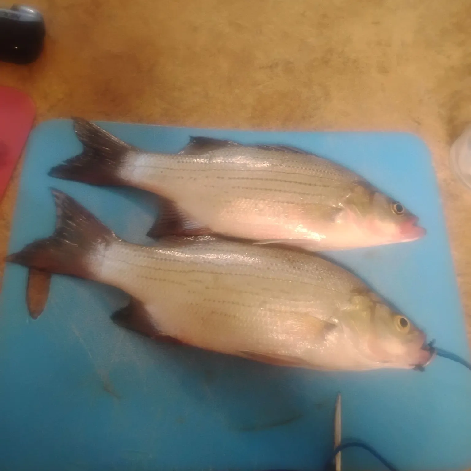 White bass caught on Fishbrain