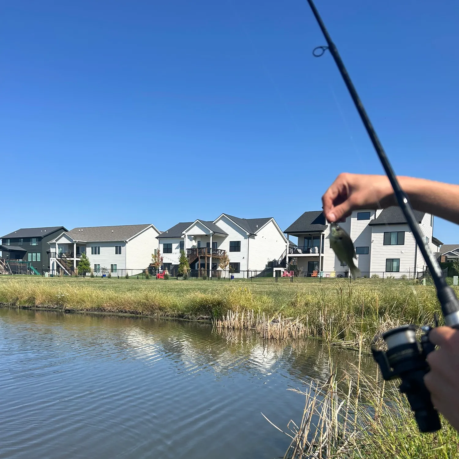 The most recent Tiger shark catches on Fishbrain