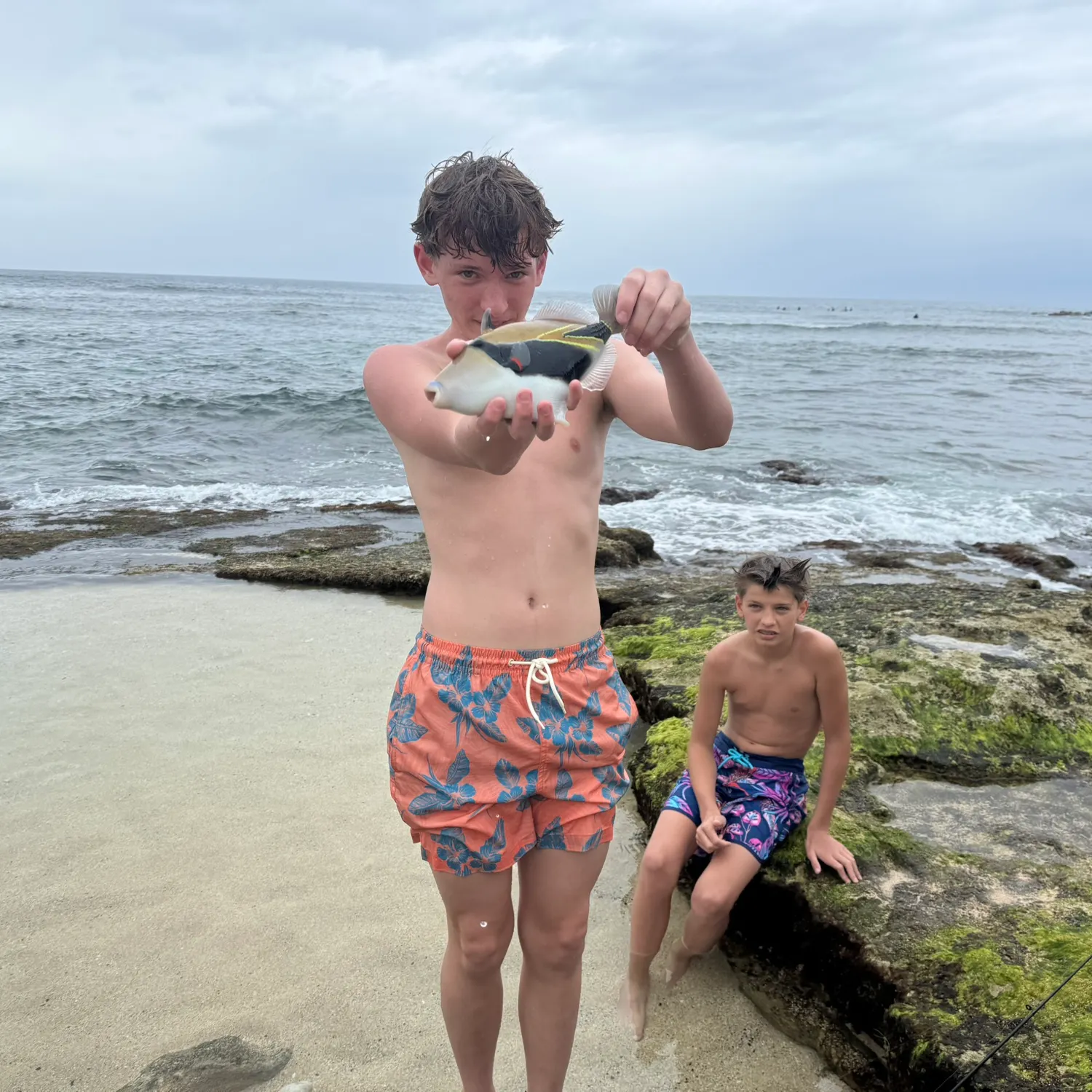 The most recent Wedge-tail triggerfish catches on Fishbrain