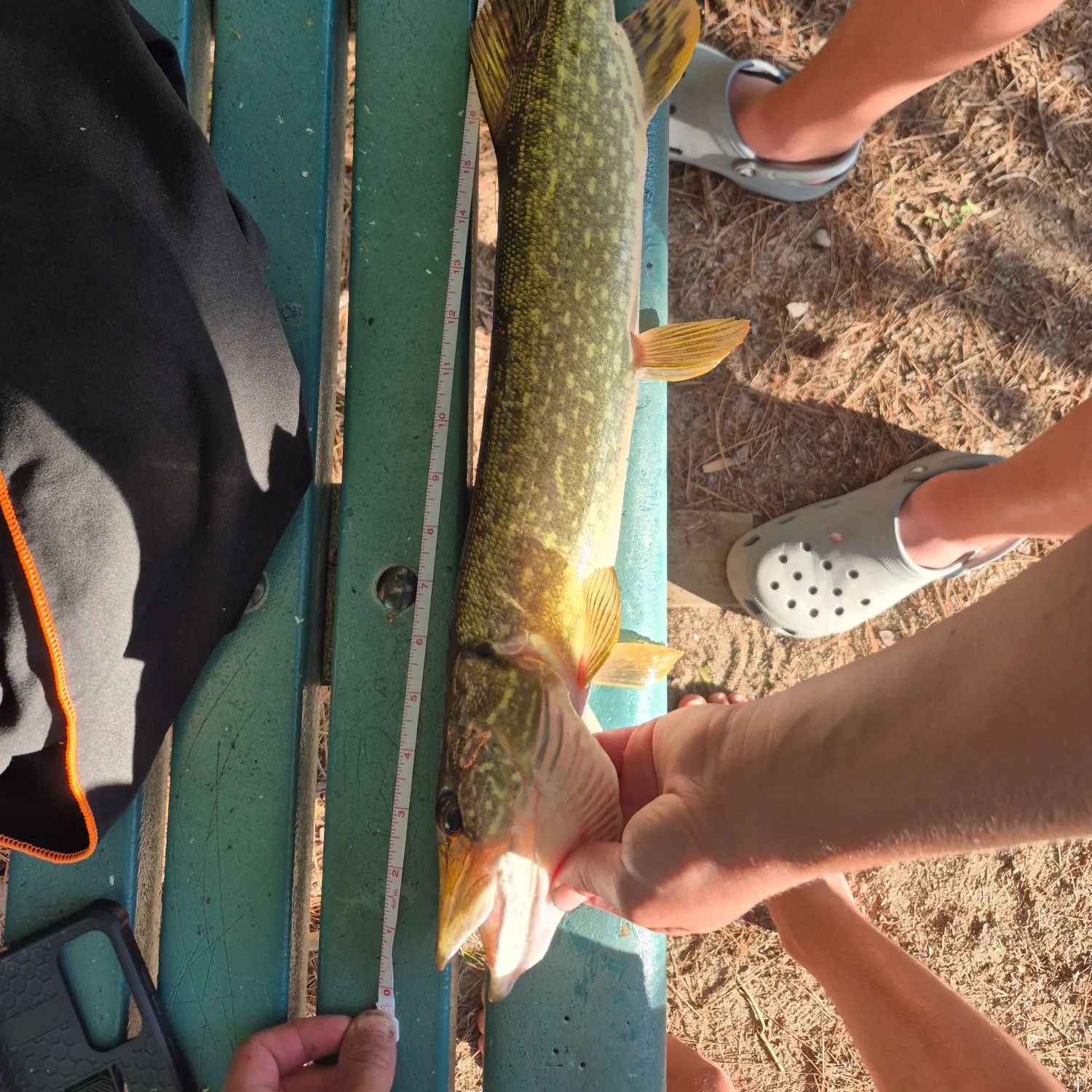 Northern pike caught on Fishbrain