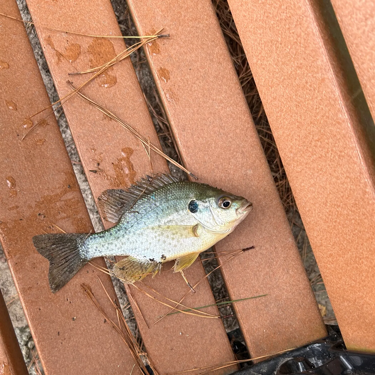 Bluegill caught on Fishbrain