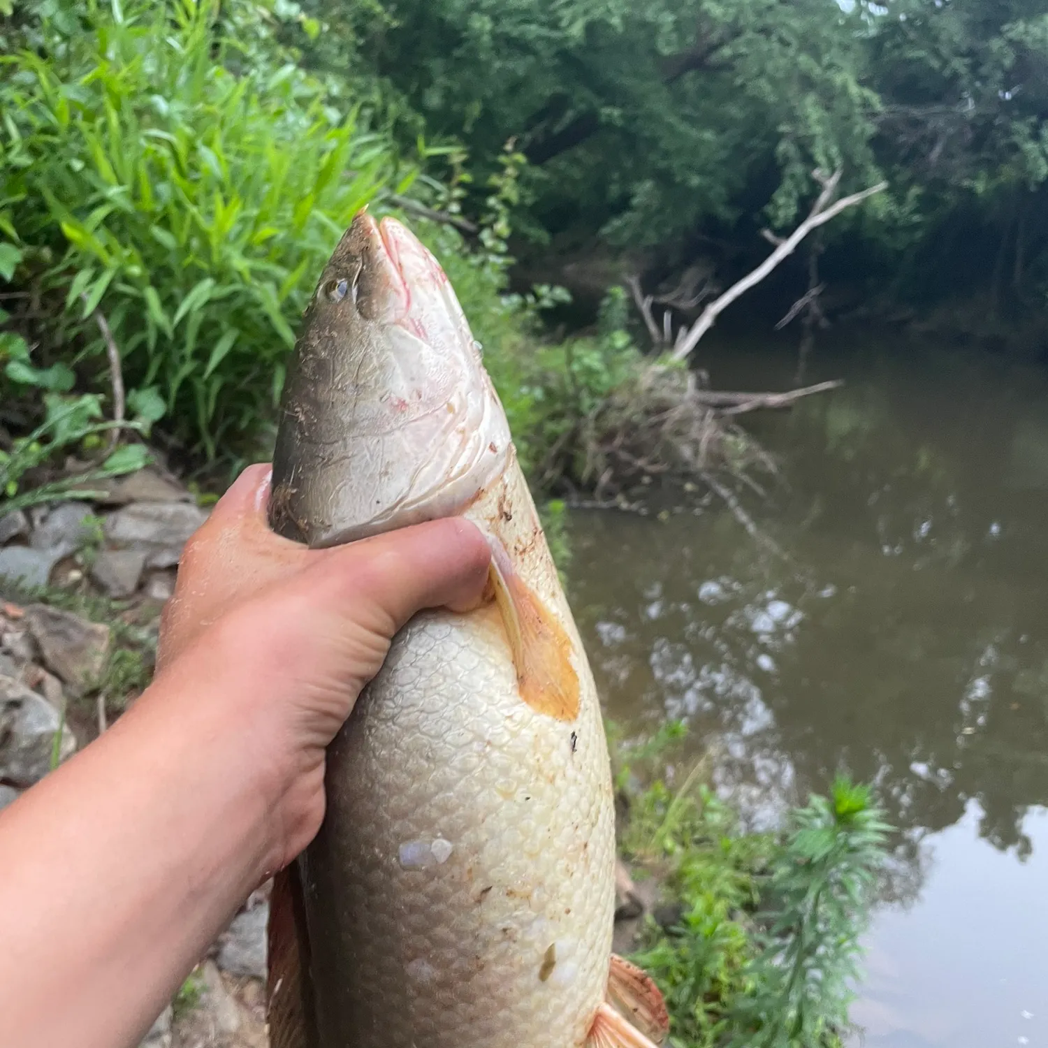 The most recent Ruddy bowfin catches on Fishbrain