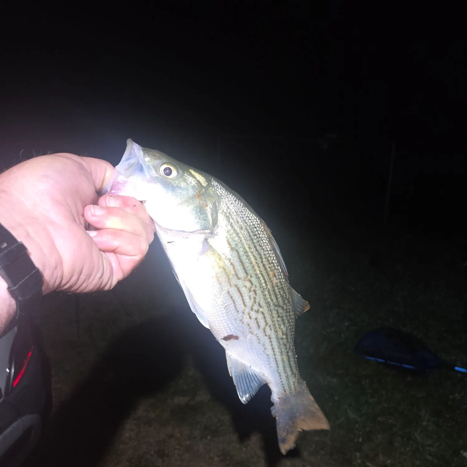 Wiper caught on Fishbrain