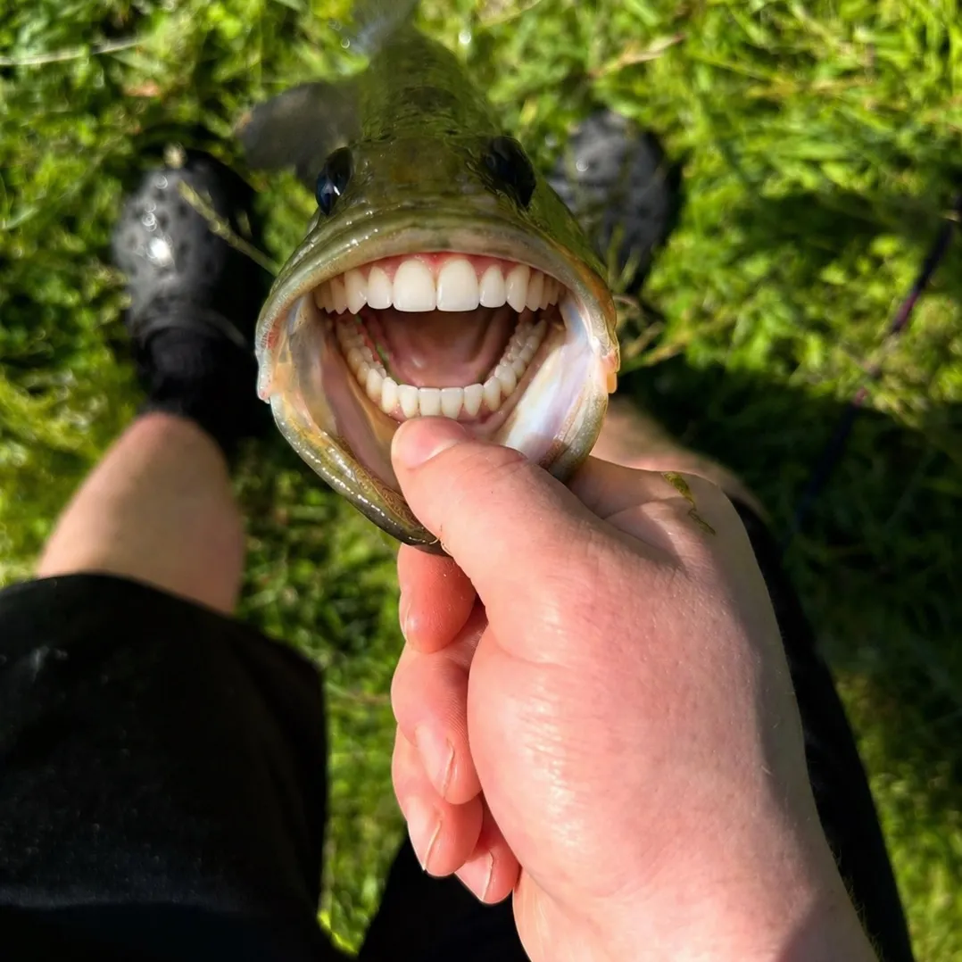 The most recent Slippery dick wrasse catches on Fishbrain