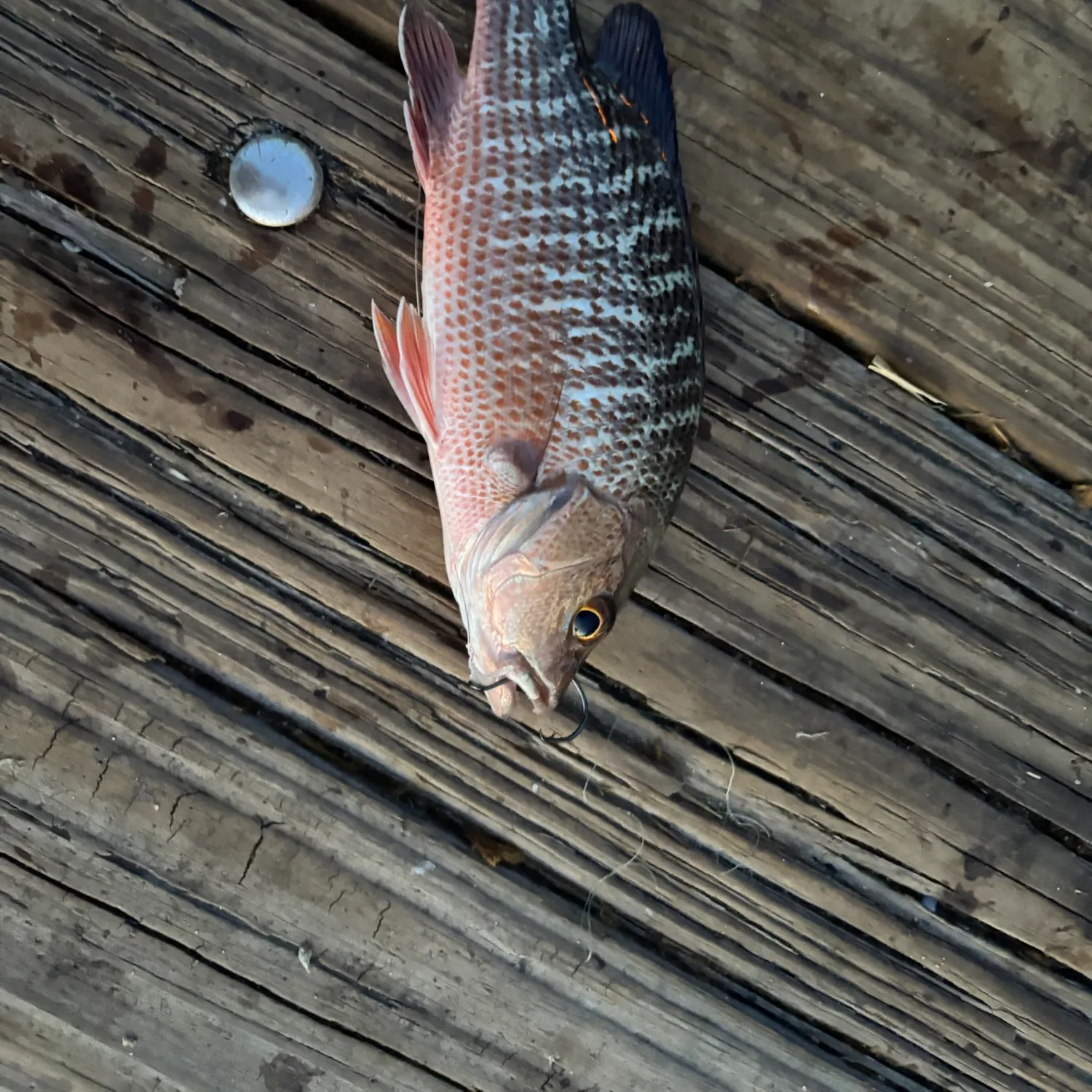 Mangrove snapper caught on Fishbrain