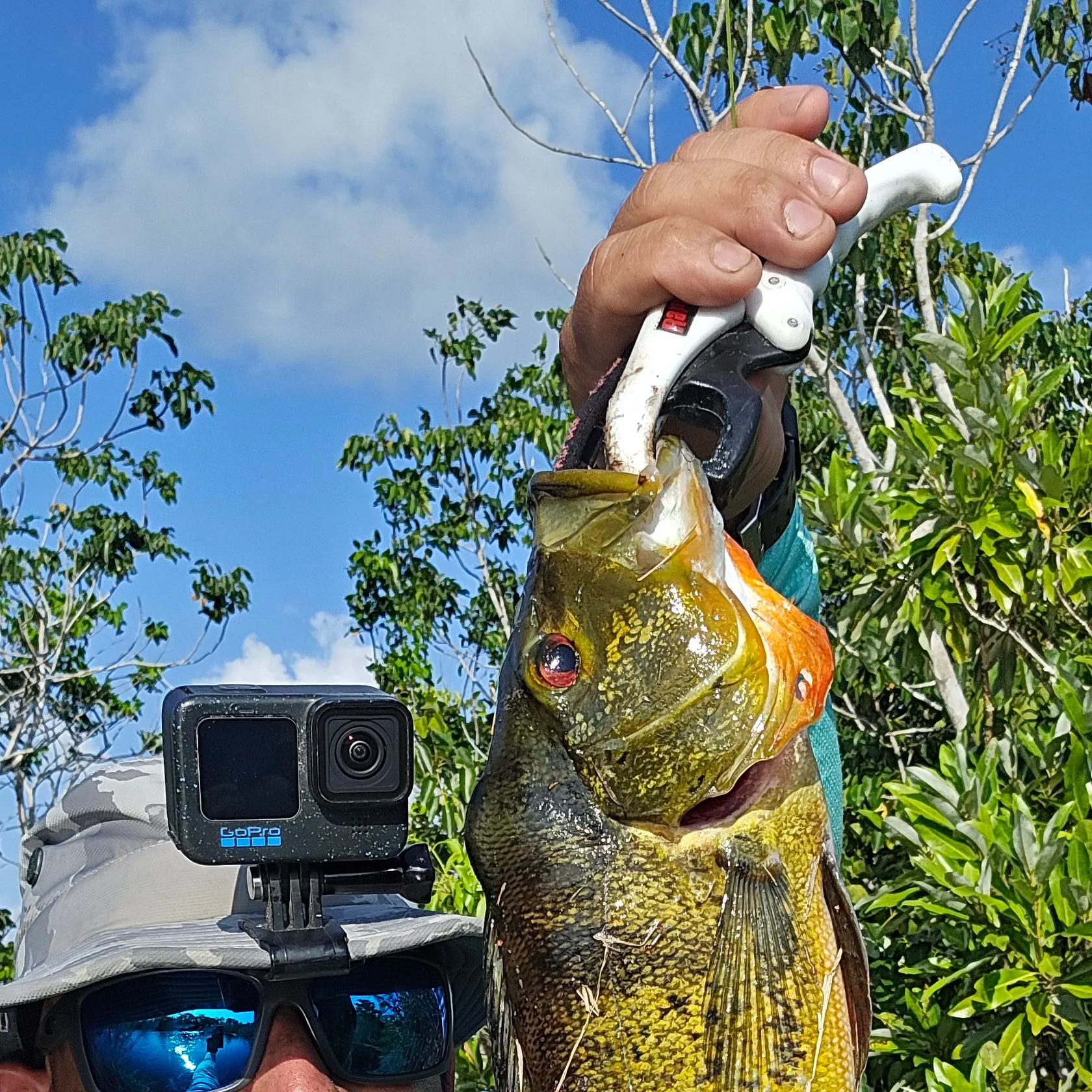 The most recent Butterfly peacock bass catches on Fishbrain