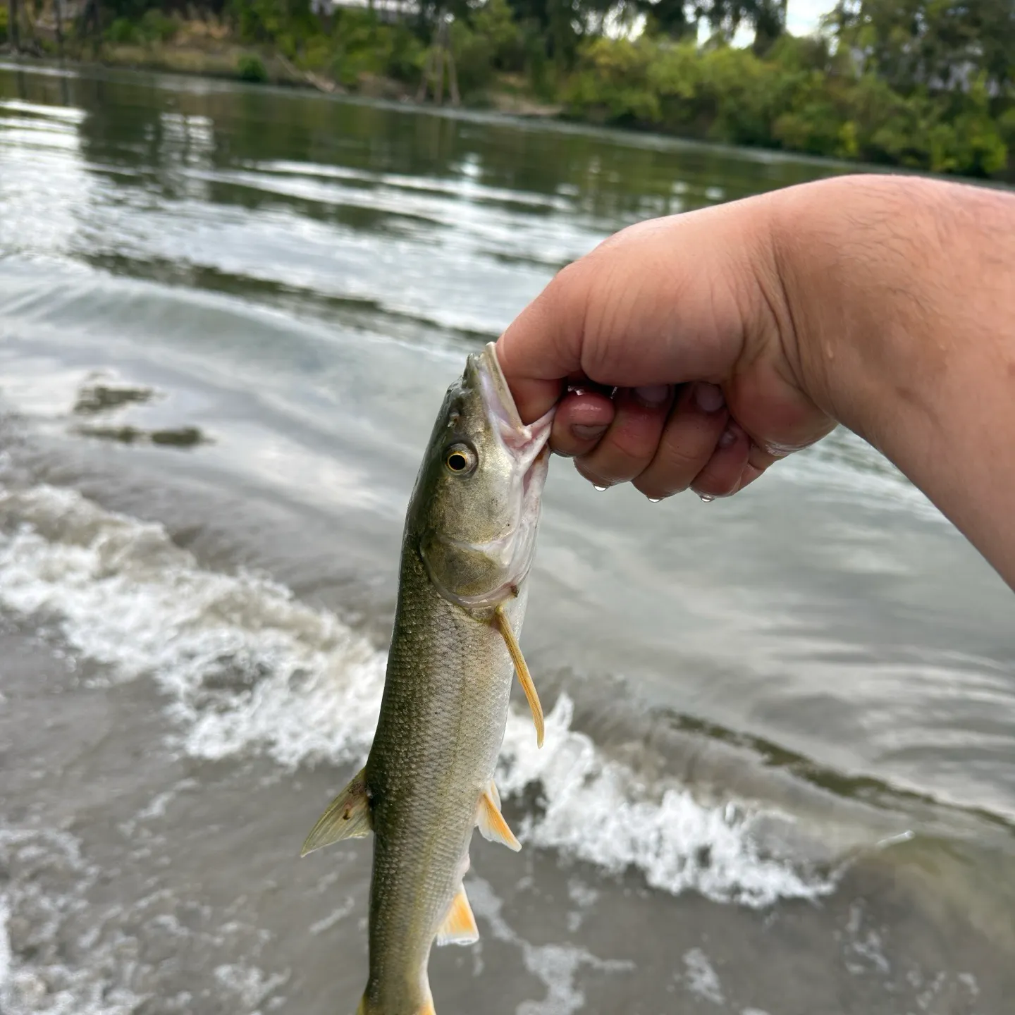 Sacramento pikeminnow caught on Fishbrain