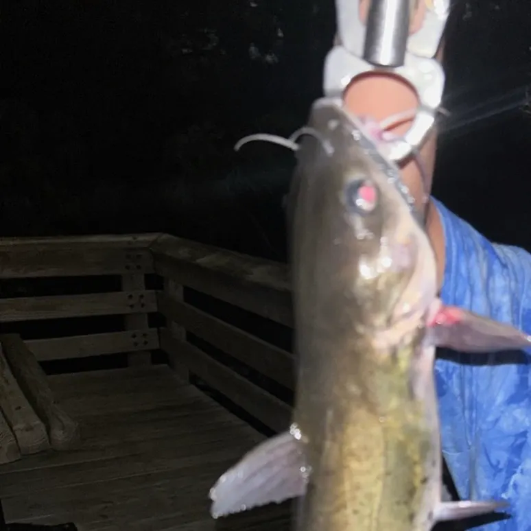 Channel catfish caught on Fishbrain