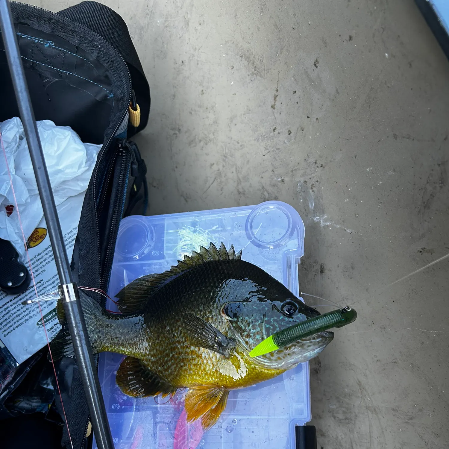 recently logged catches