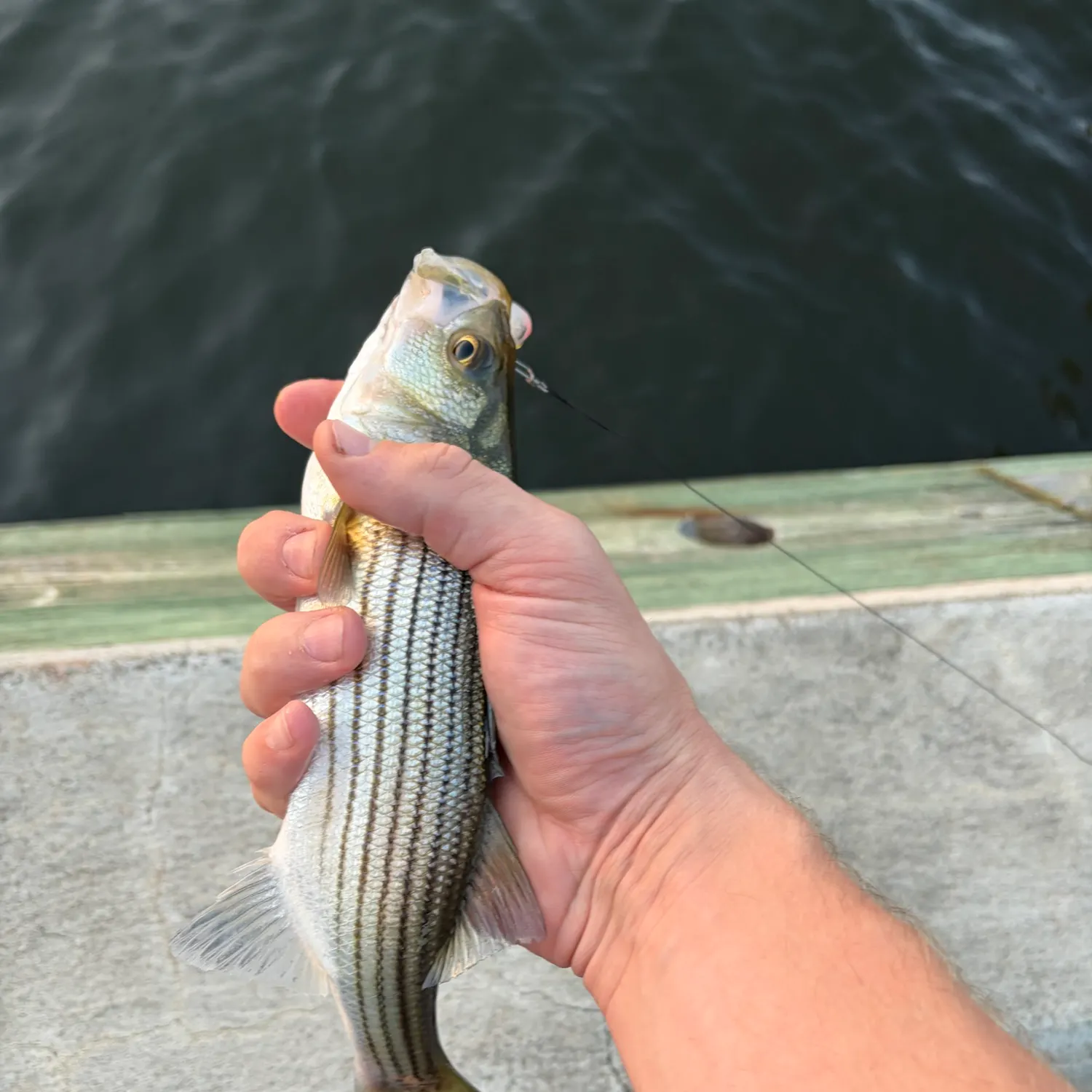 Striped bass caught on Fishbrain