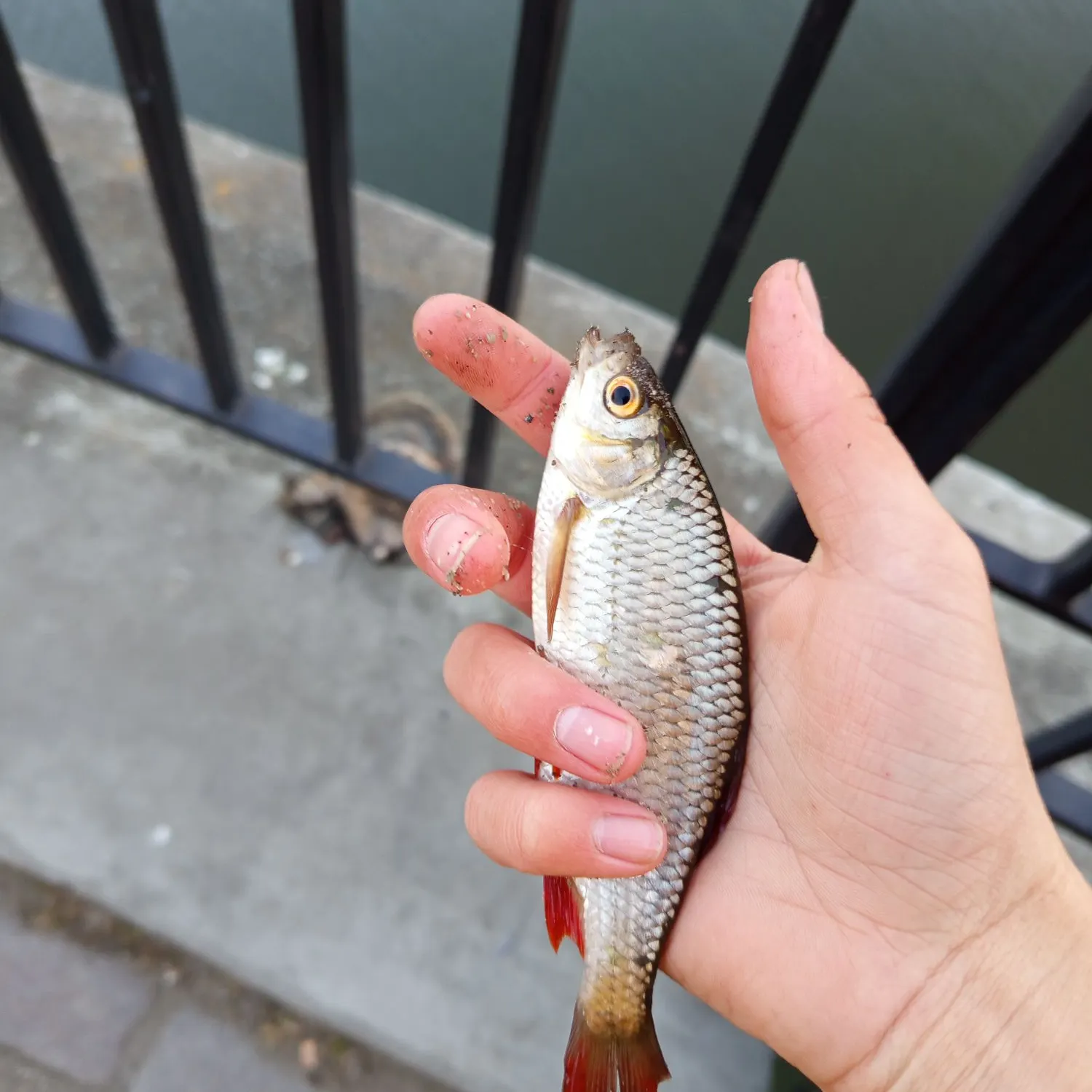 The most recent Common roach catches on Fishbrain