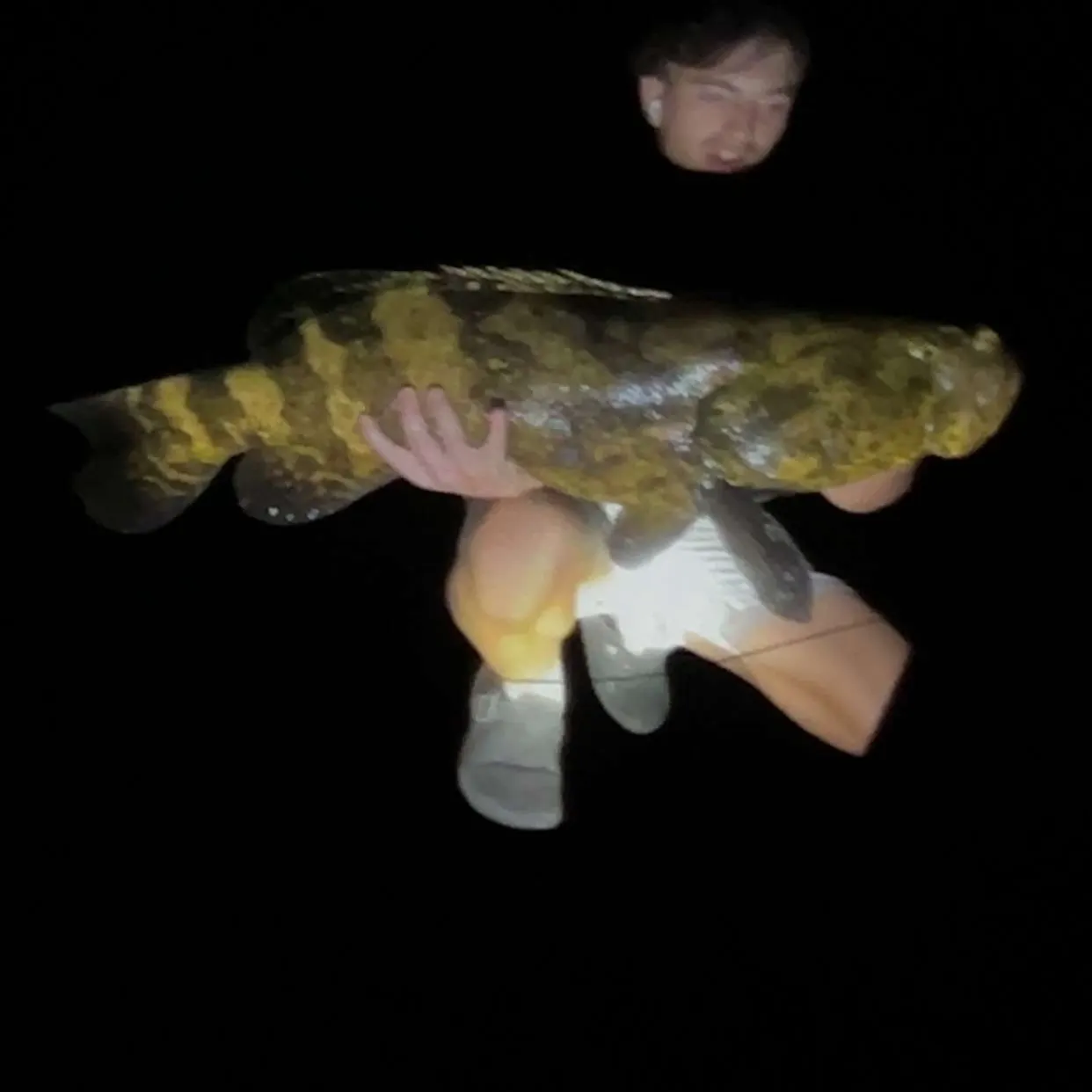 Atlantic goliath grouper caught on Fishbrain