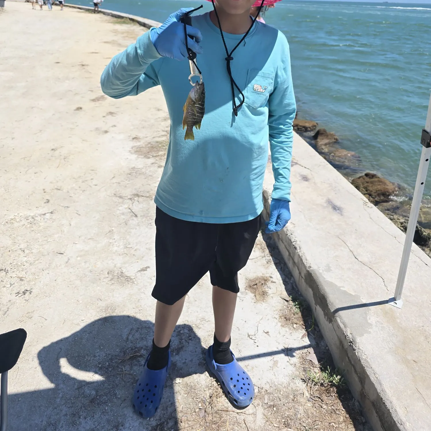 The most recent Schoolmaster snapper catches on Fishbrain