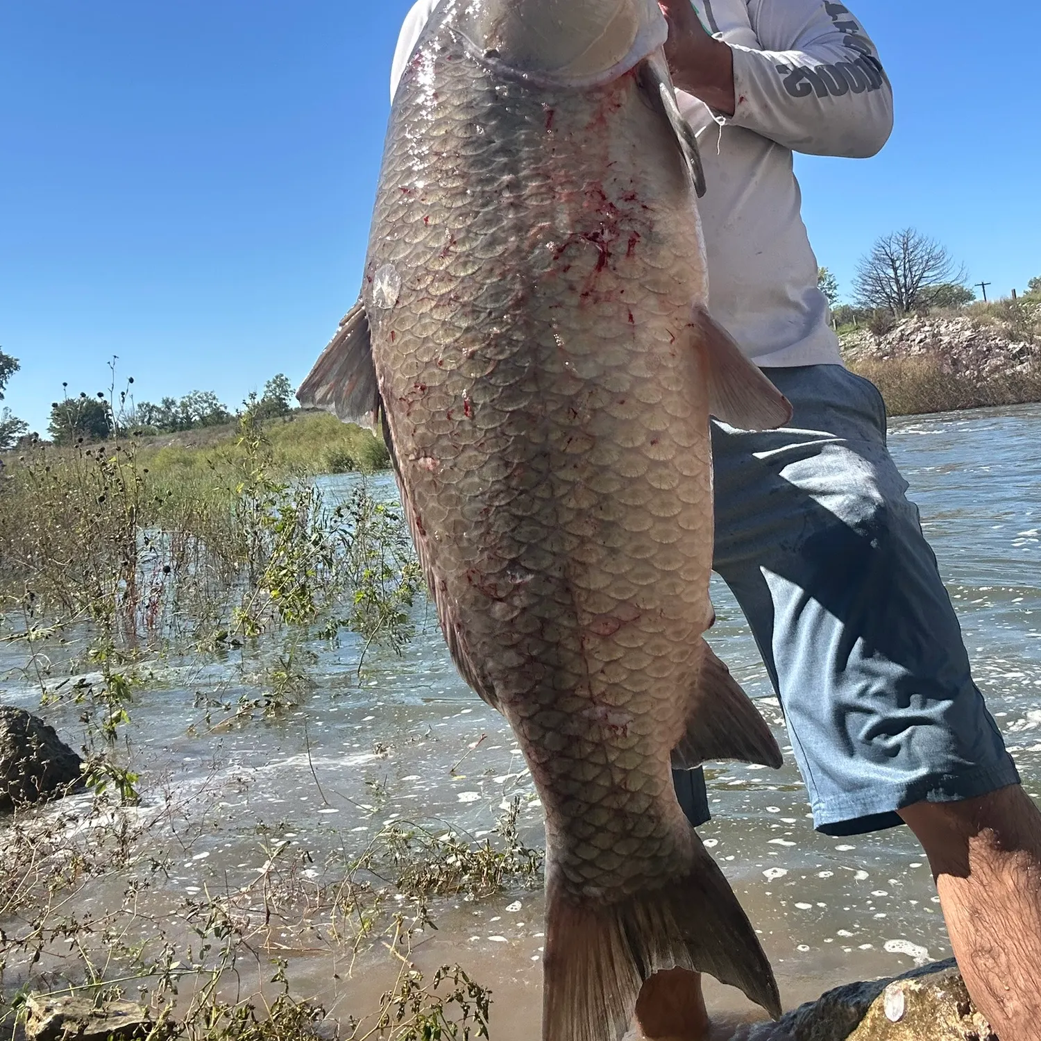 Smallmouth buffalo caught on Fishbrain