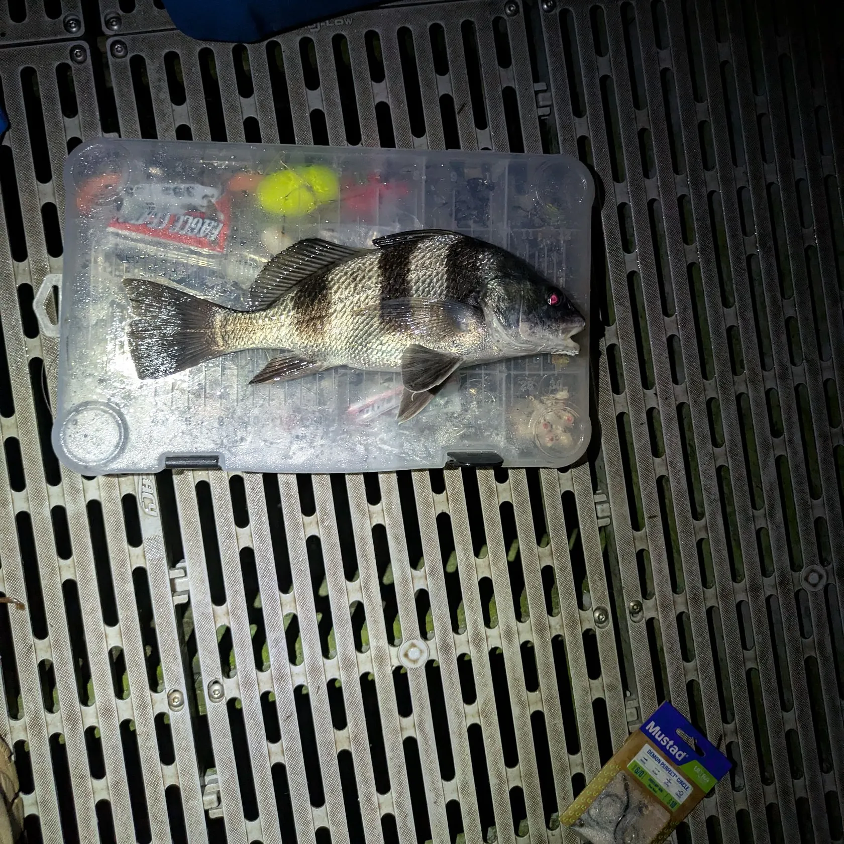 Black drum caught on Fishbrain